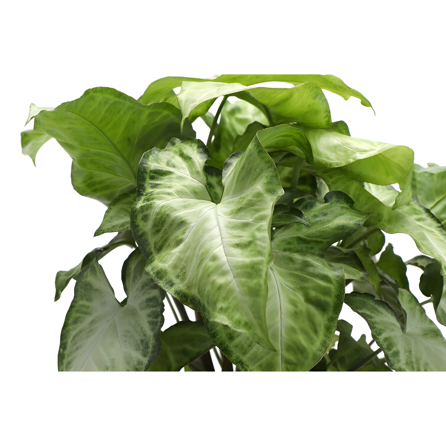 Thorsen's Greenhouse Live Low Light Houseplant Set