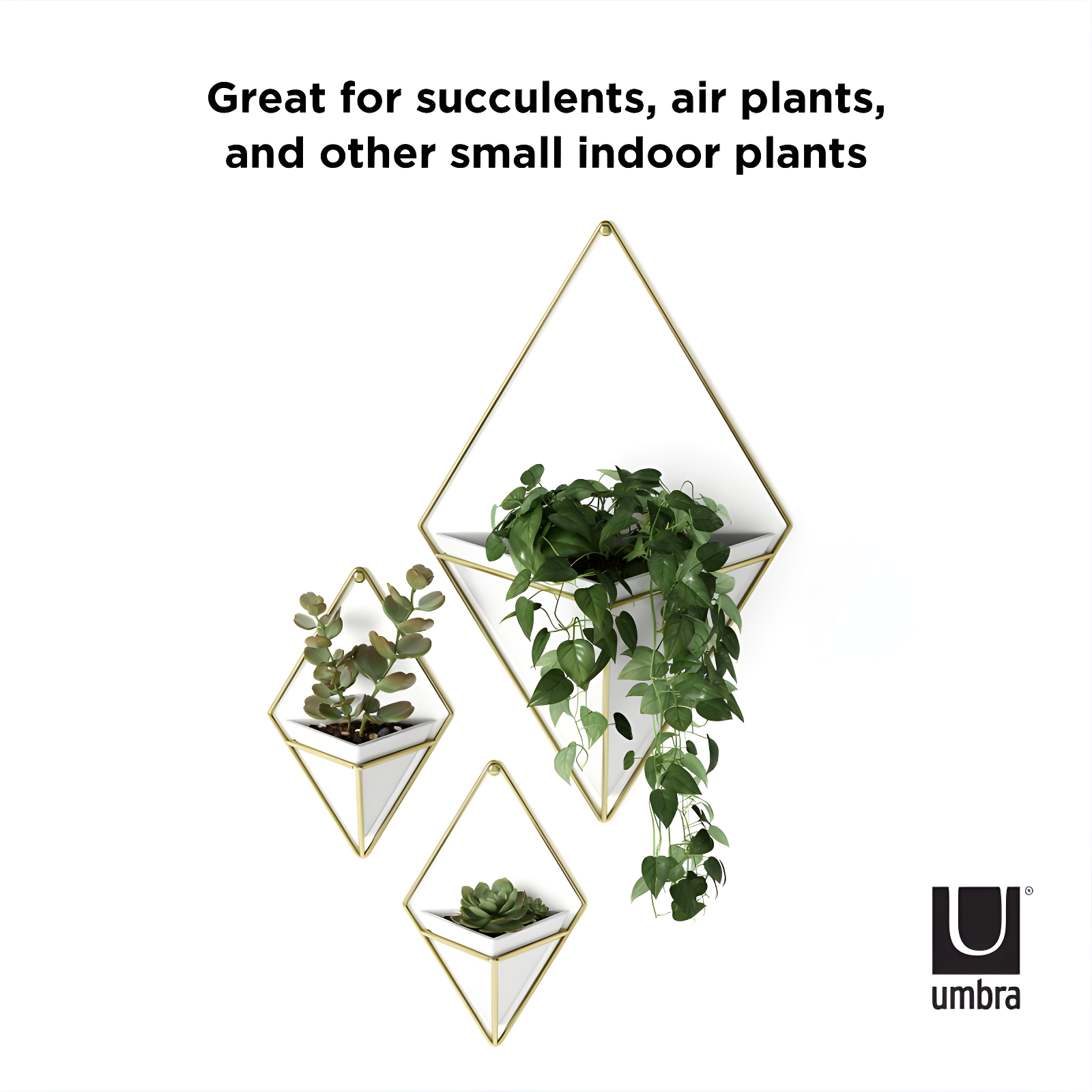 Umbra Trigg Planter Wall Decor & Reviews | Wayfair