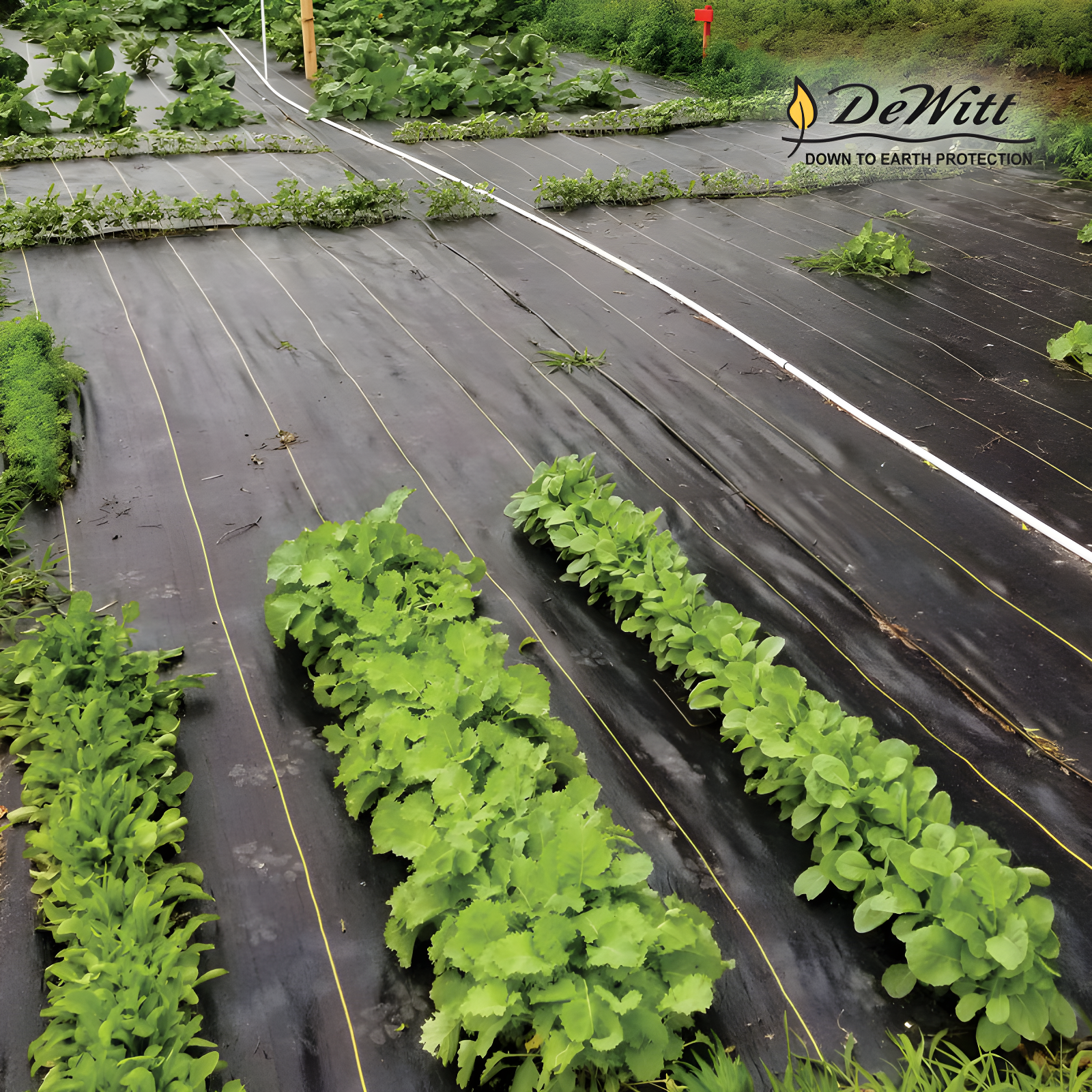 DeWitt Company, Inc. DeWitt Sunbelt Woven Weed Barrier Landscape Fabric Ground Cover (Set of 2)