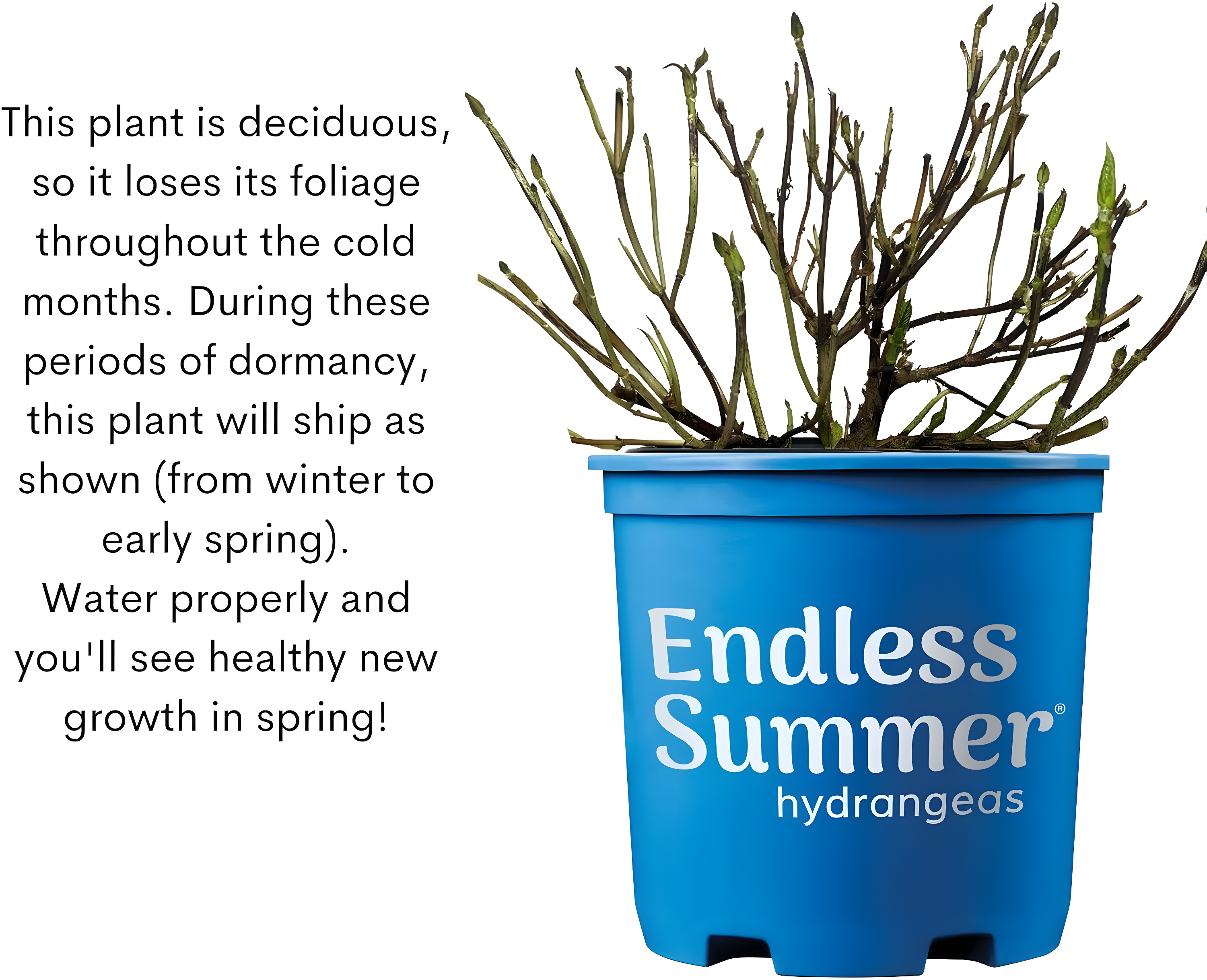 Endless Summer Pop Star Reblooming Hydrangea Live Shrub in 2-Gallon Grower Pot