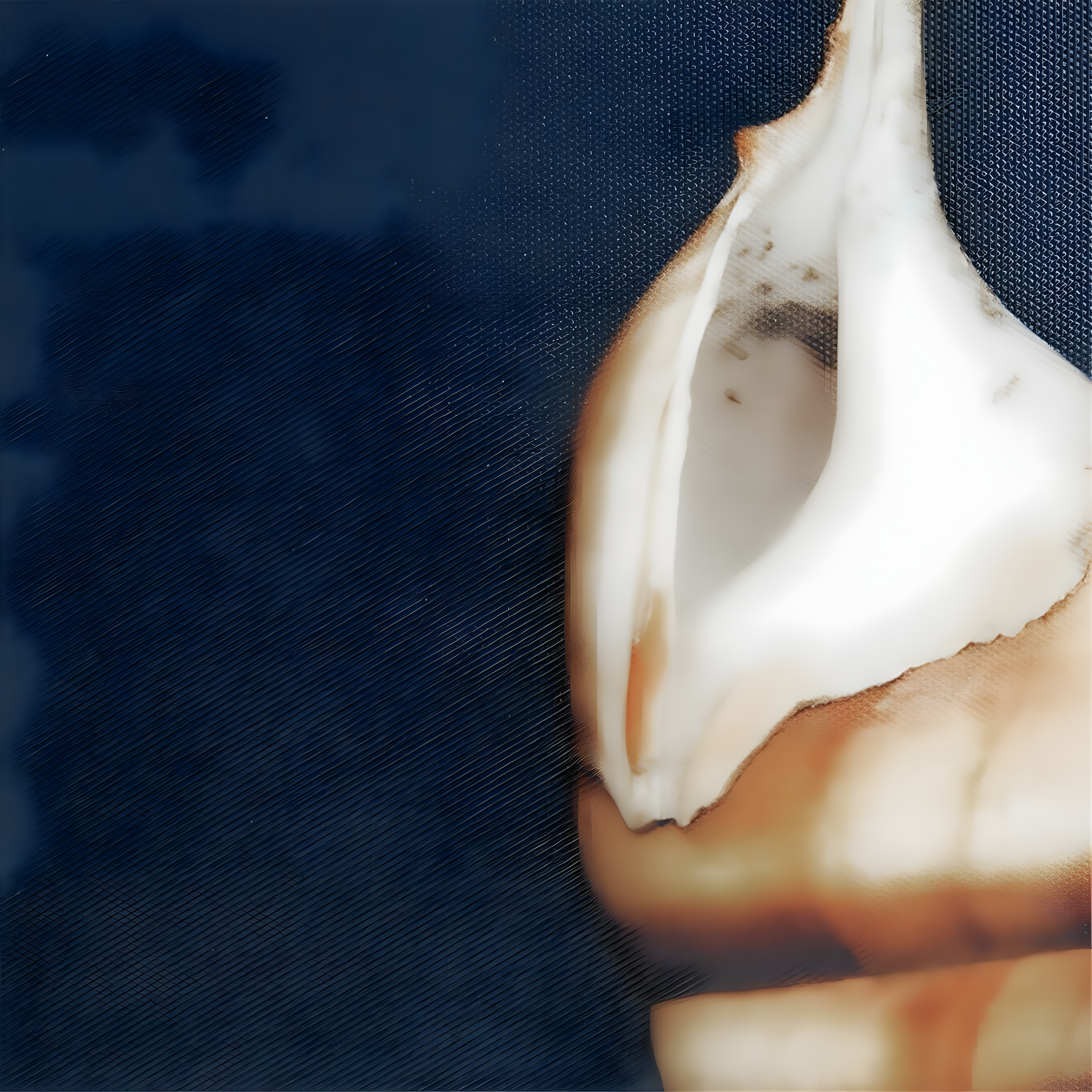 Highland Dunes " Ocean Seashells " by Julie Greenwood 4 - Pieces