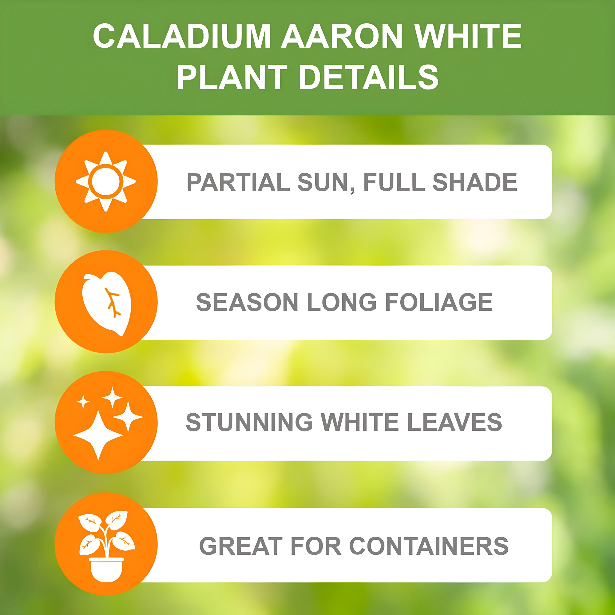 Garden State Bulb Aaron White Caladium Bulbs, Bare Roots (Bag of 10)