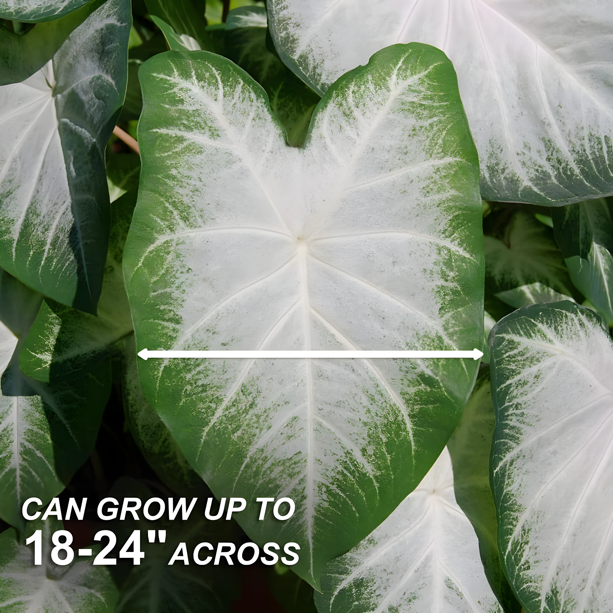Garden State Bulb Aaron White Caladium Bulbs, Bare Roots (Bag of 10)