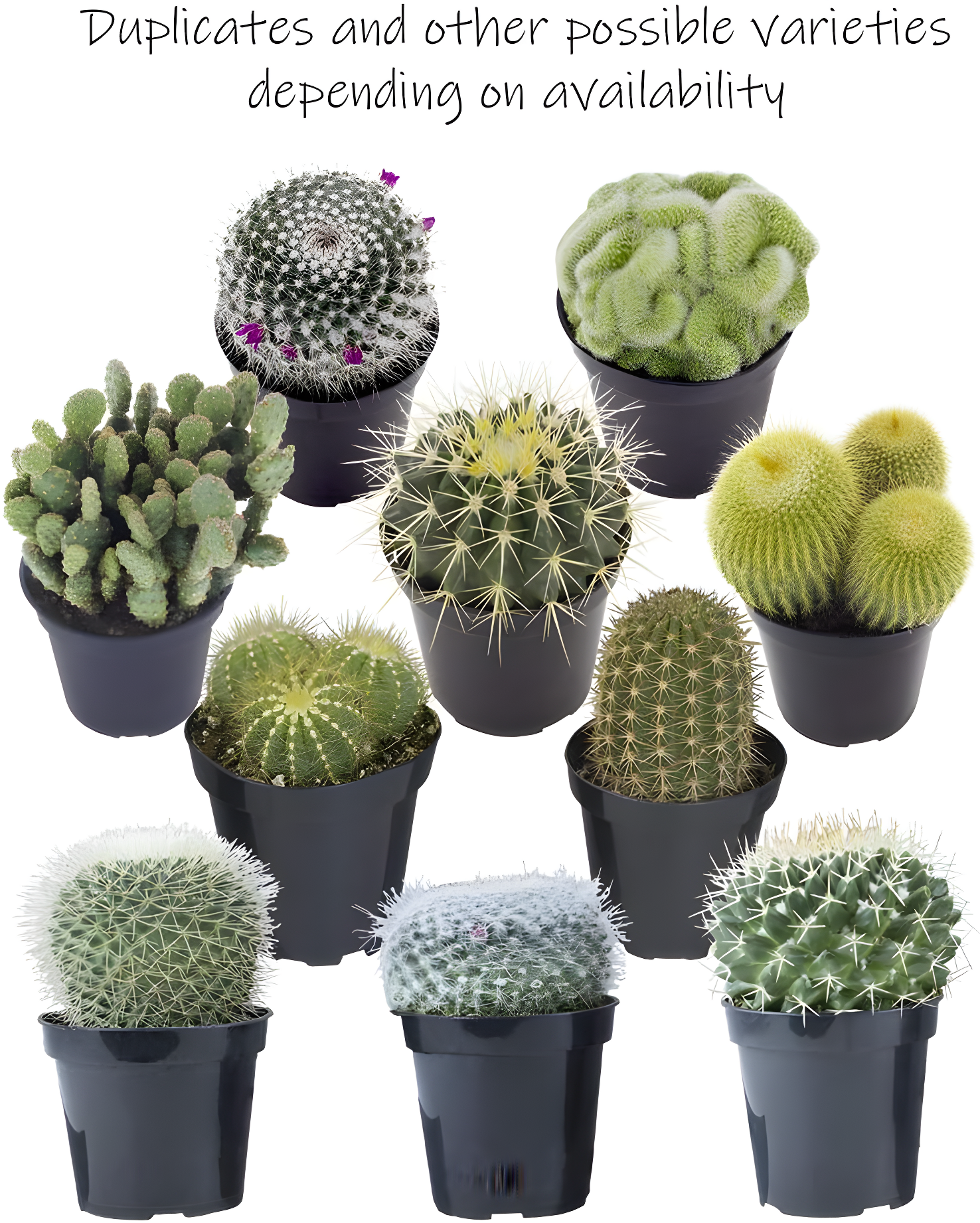 Altman Plants Large Cactus Plants 6-Pack; 3.5 Inch Grower Pots, Full Sun; Easy Plant Care