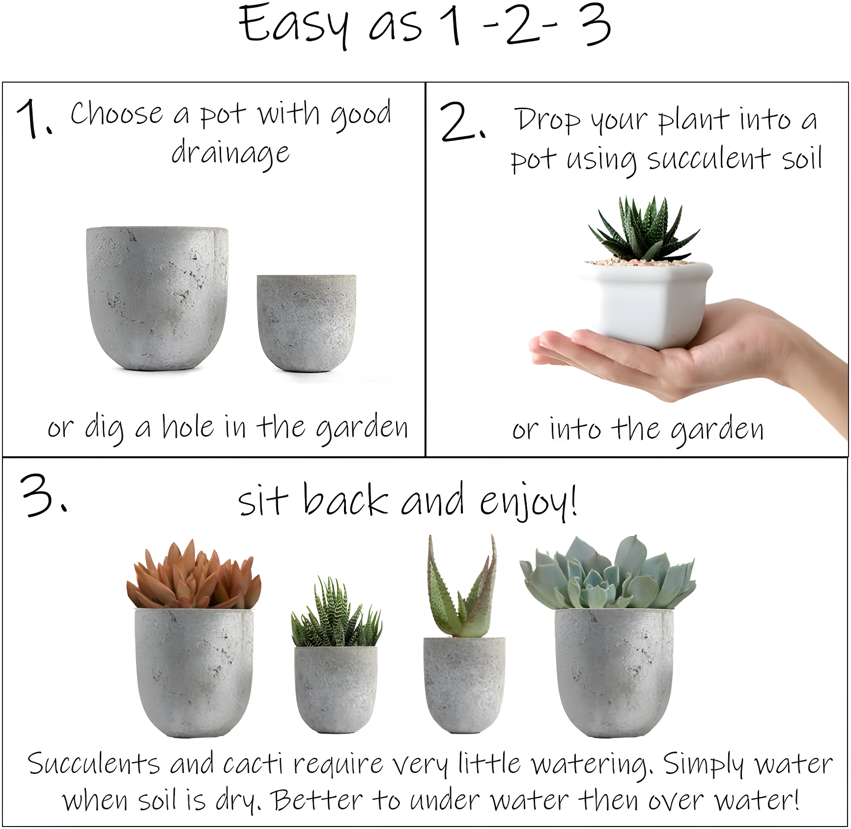 Altman Plants Large Cactus Plants 6-Pack; 3.5 Inch Grower Pots, Full Sun; Easy Plant Care
