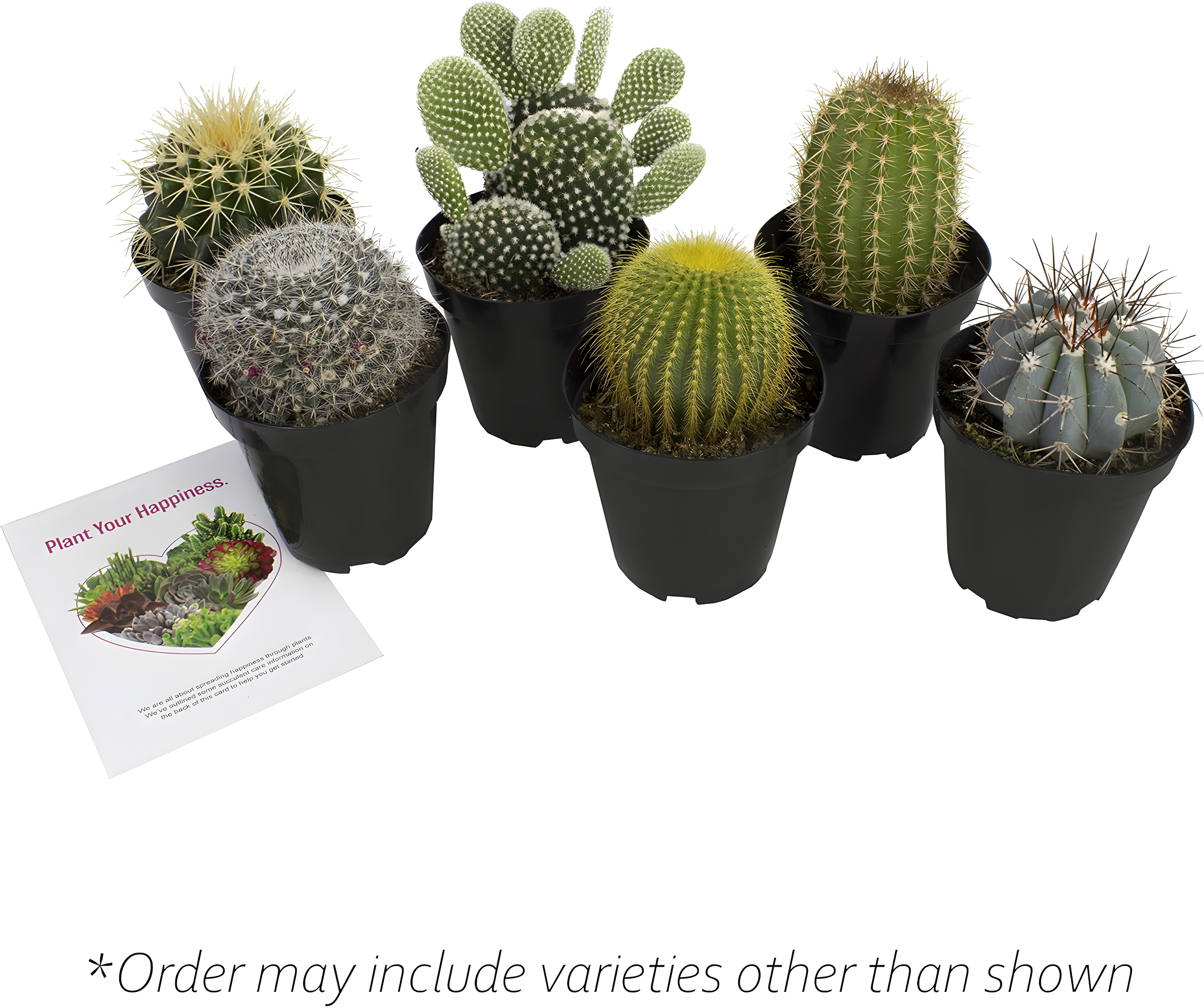 Altman Plants Large Cactus Plants 6-Pack; 3.5 Inch Grower Pots, Full Sun; Easy Plant Care