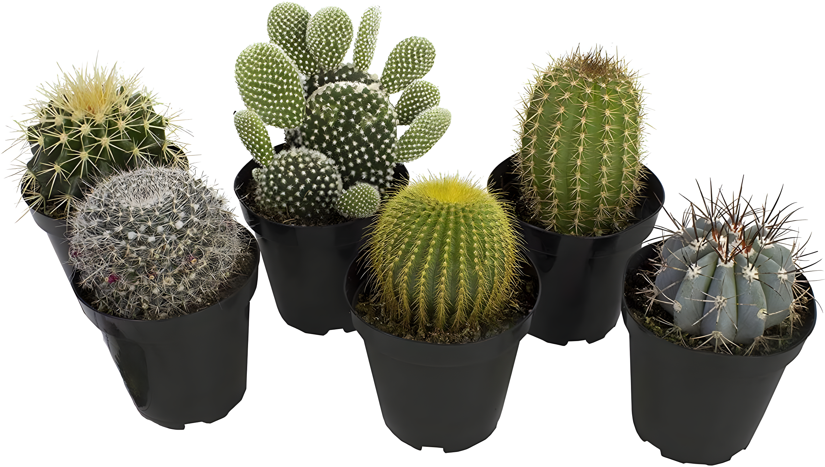 Altman Plants Large Cactus Plants 6-Pack; 3.5 Inch Grower Pots, Full Sun; Easy Plant Care