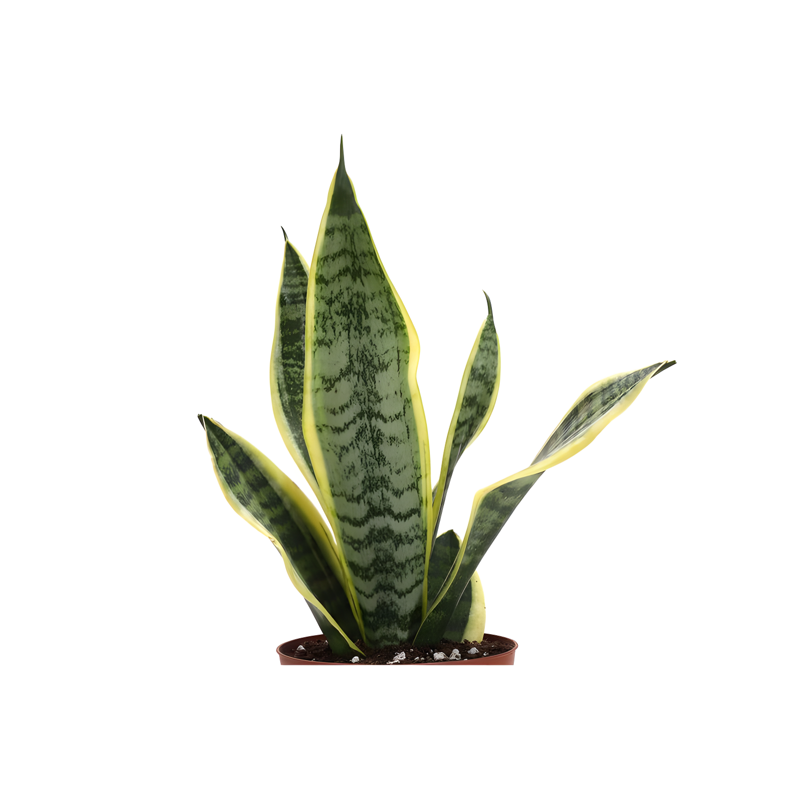 Thorsen's Greenhouse Live Low Light Houseplant Set of 3