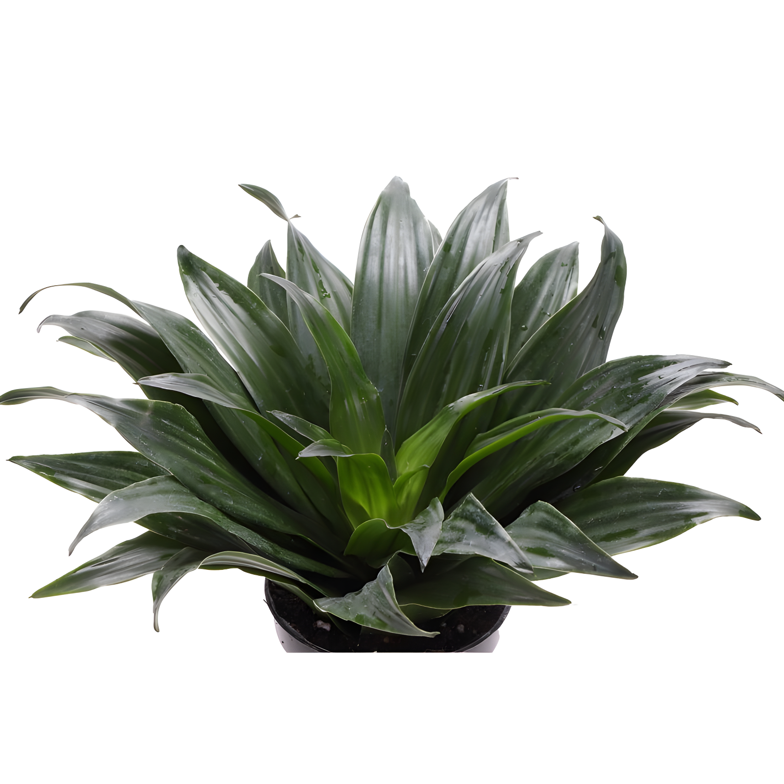 Thorsen's Greenhouse Live Low Light Houseplant Set of 3