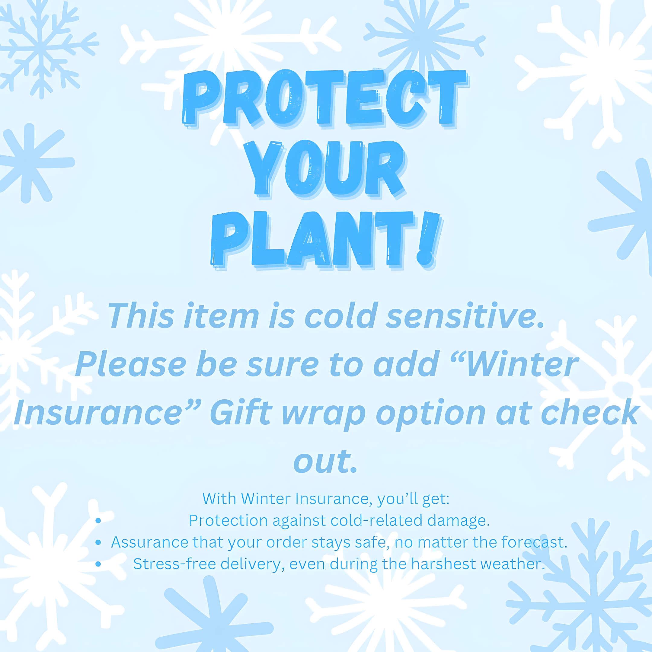 Maranta Green Prayer Plant “Lemon Lime” - 6” from California Tropicals