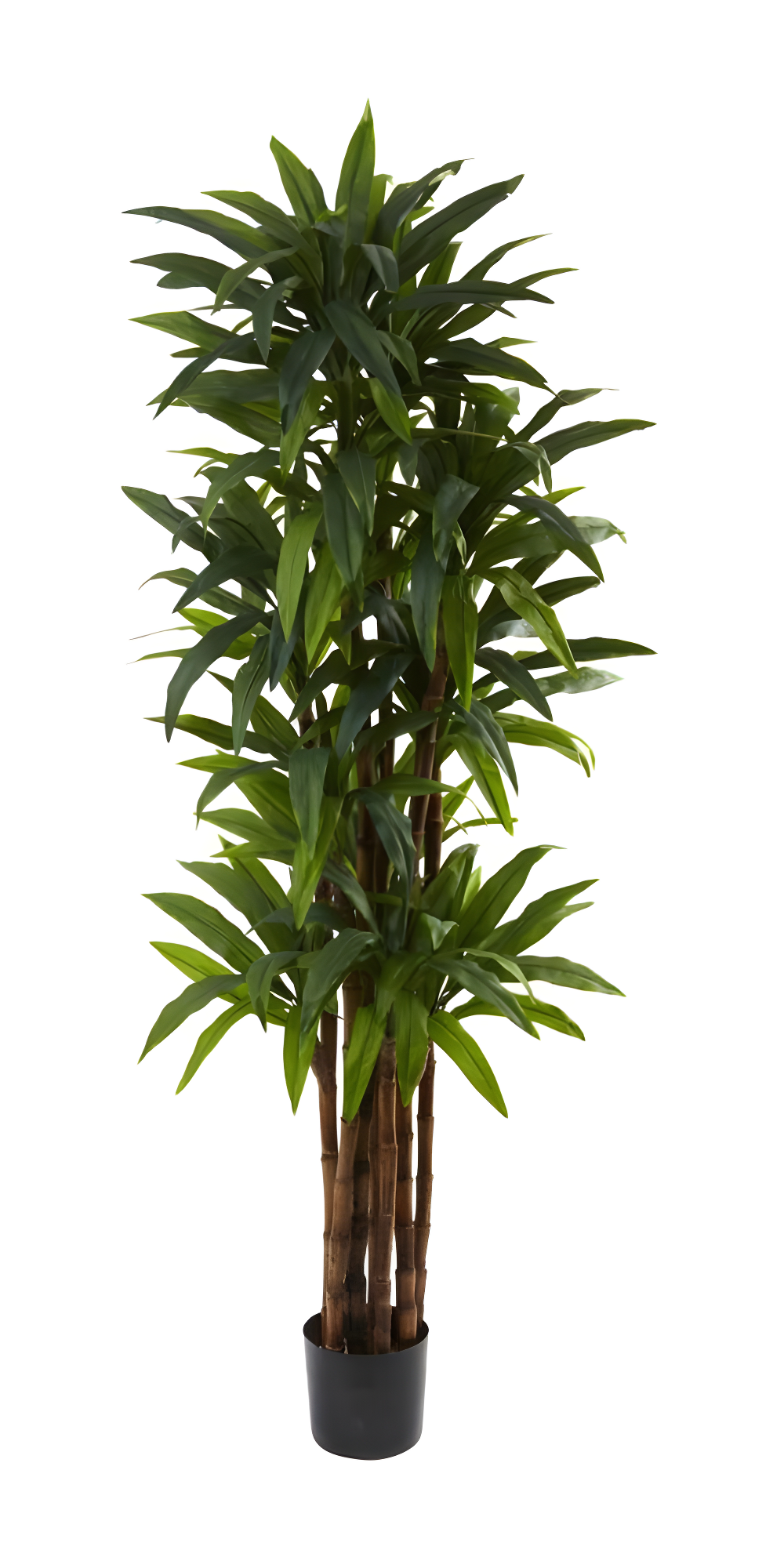 Nearly Natural 6.5-ft Dracaena Tree