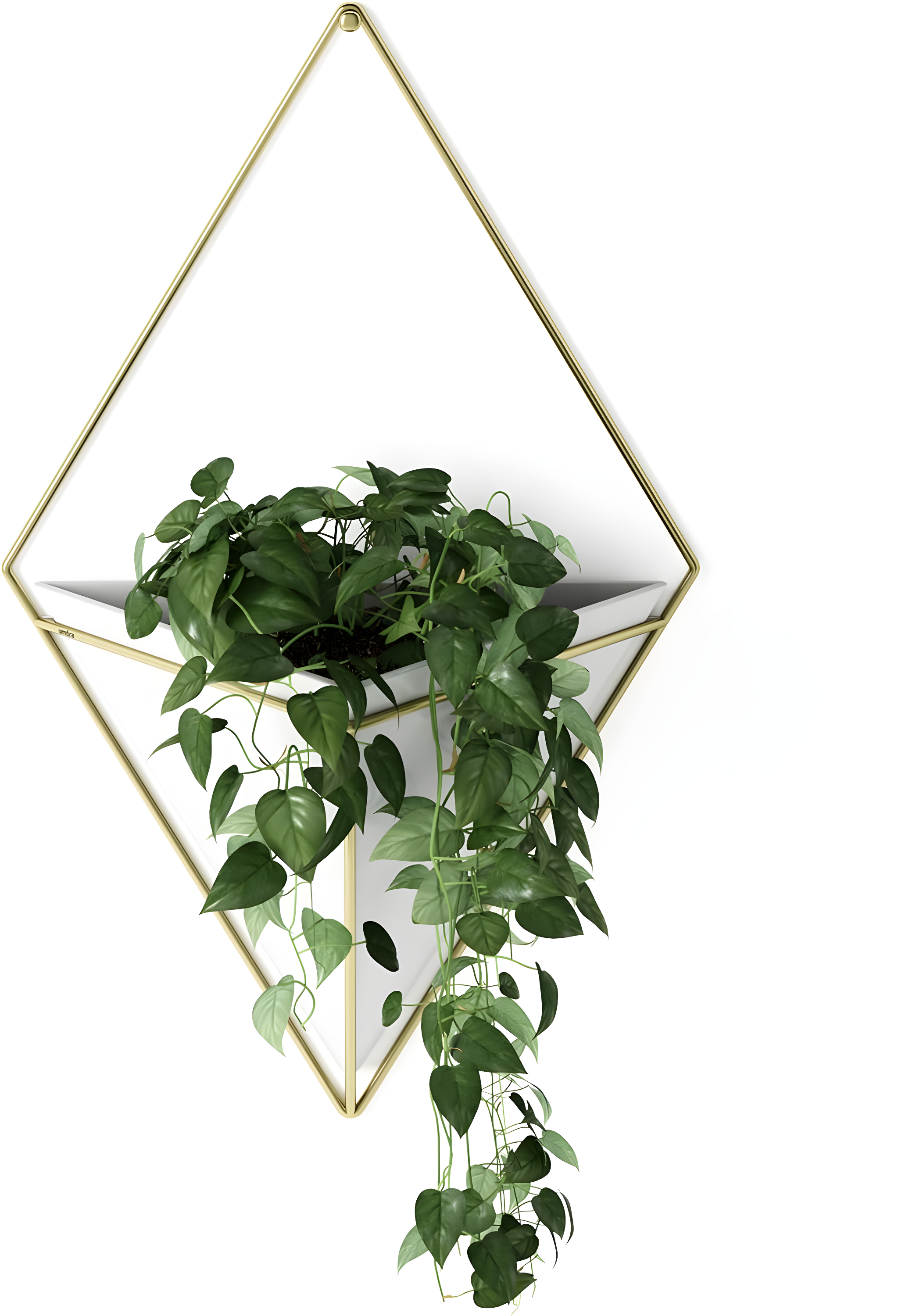 Umbra Trigg Planter Wall Decor & Reviews | Wayfair