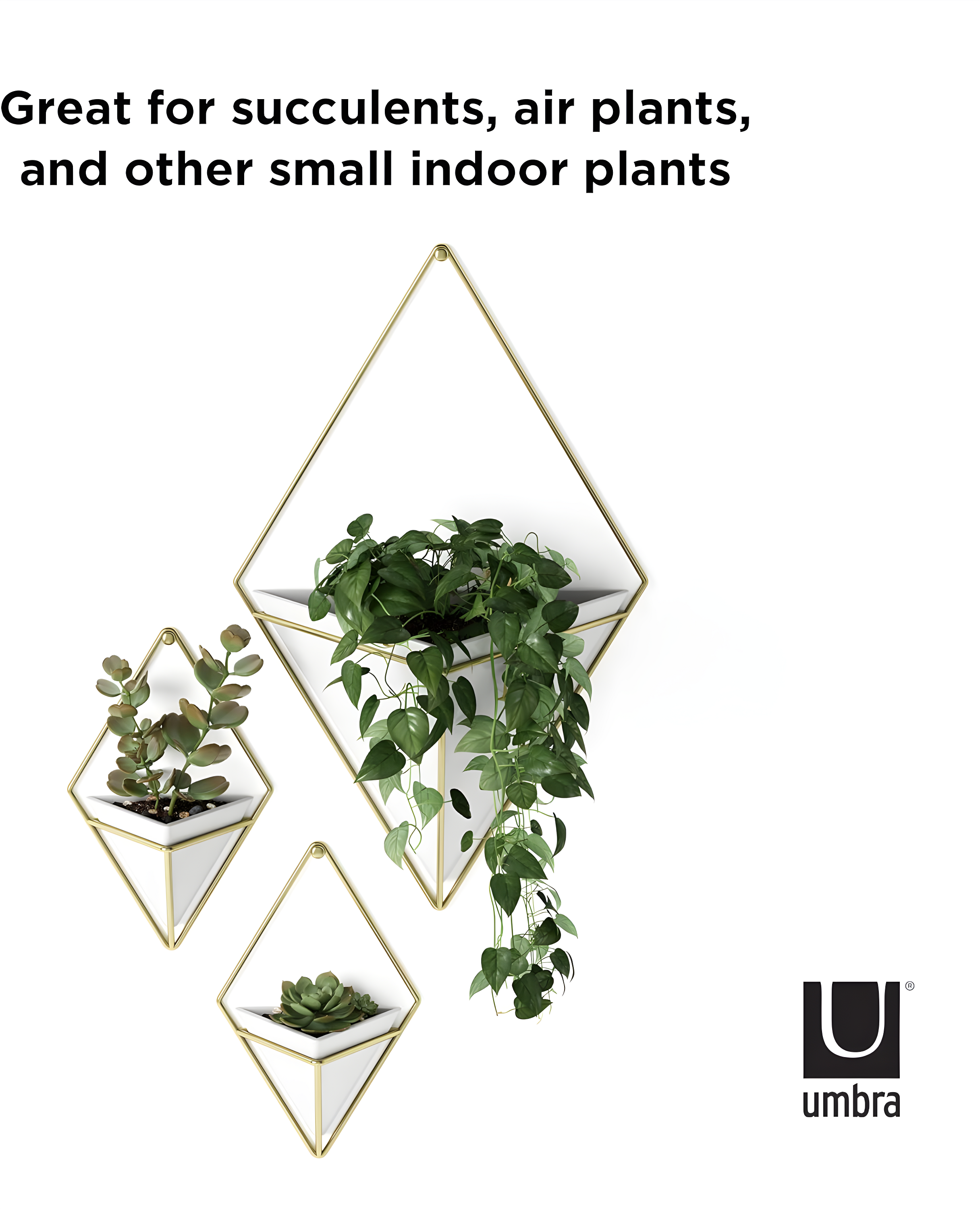 Umbra Trigg Planter Wall Decor & Reviews | Wayfair
