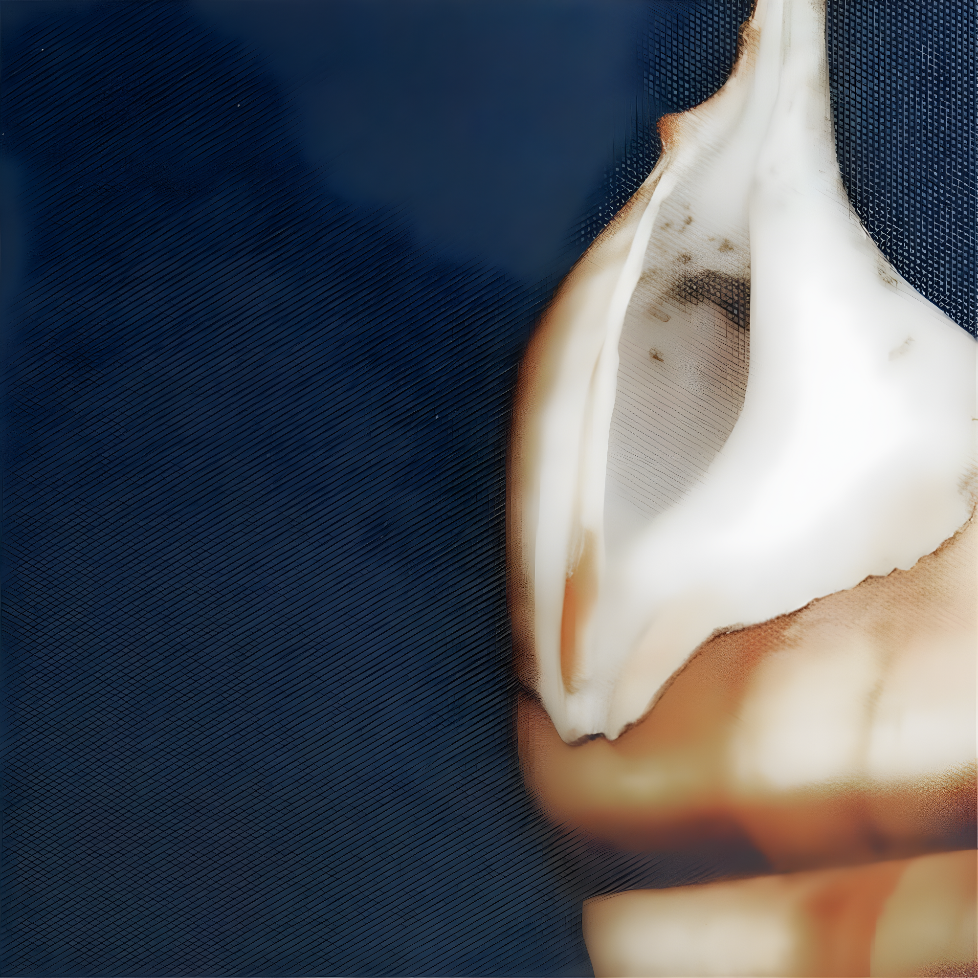 Highland Dunes " Ocean Seashells " by Julie Greenwood 4 - Pieces