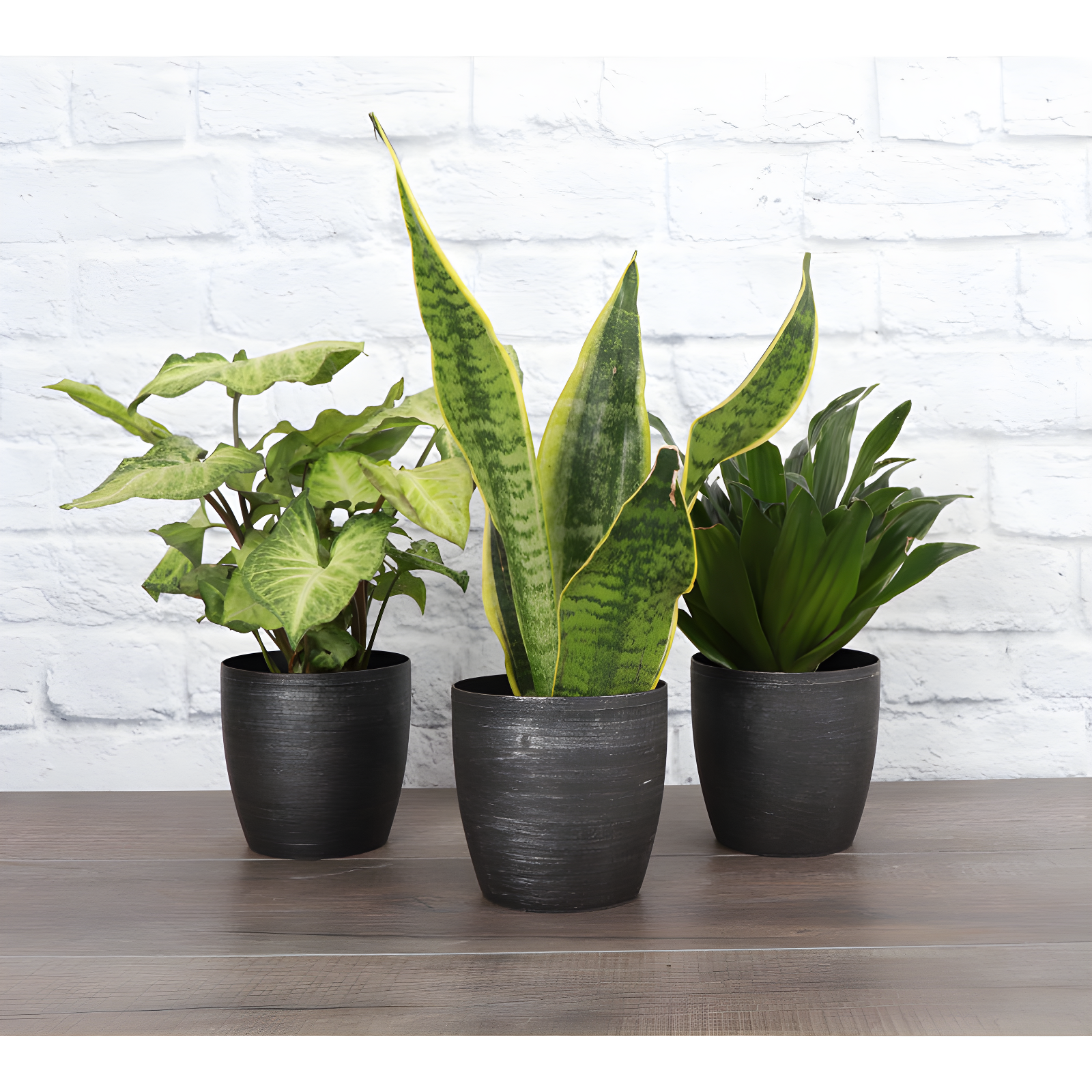 Thorsen's Greenhouse Live Low Light Houseplant Set