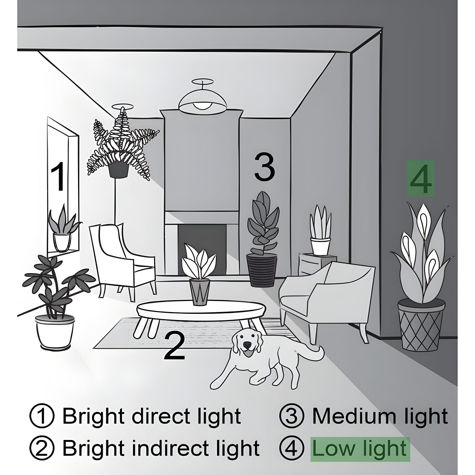 Thorsen's Greenhouse Live Low Light Houseplant Set