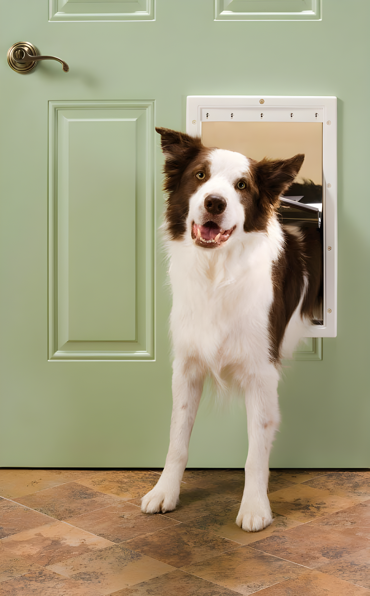 PetSafe® Plastic Pet Door X-Large