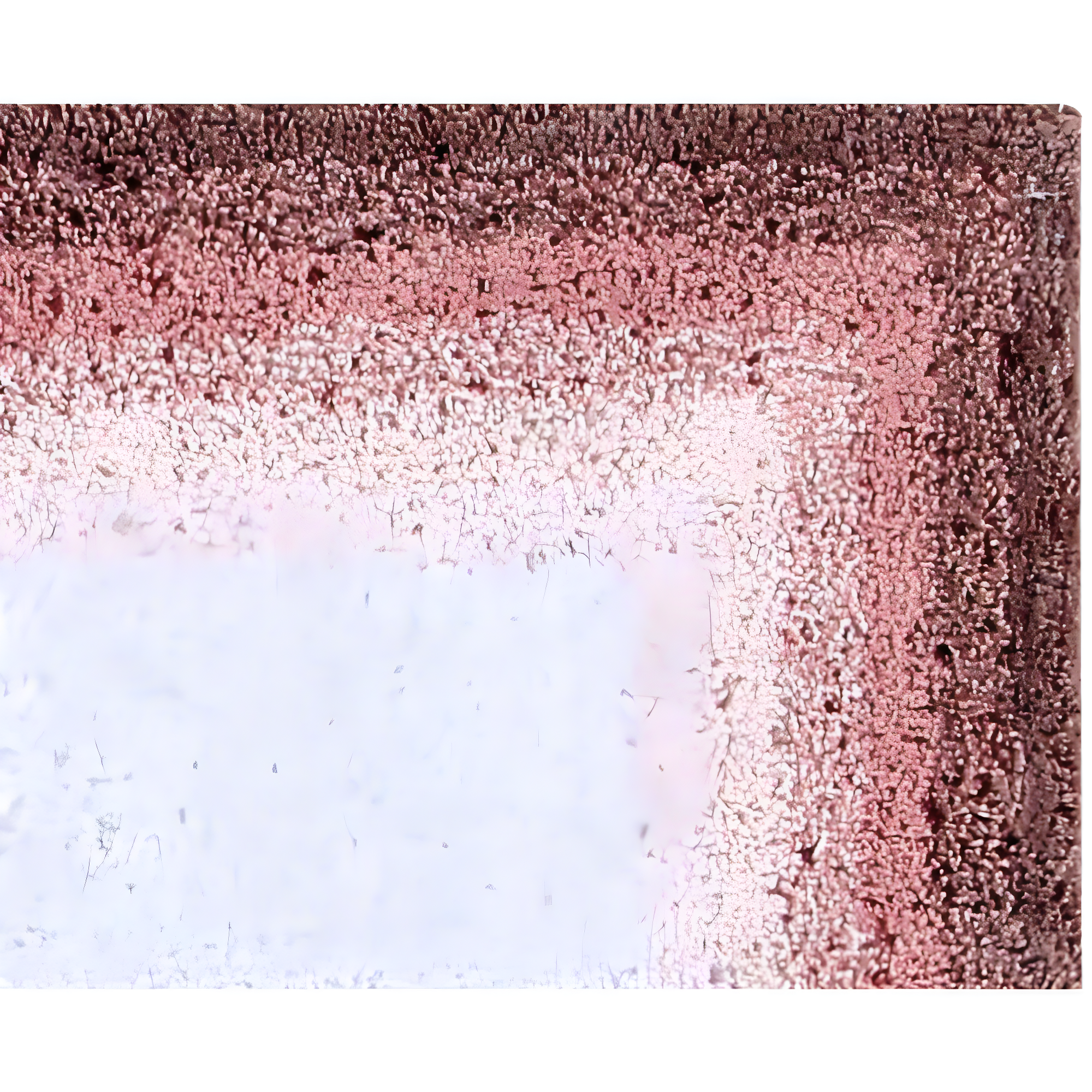 30" Round Torrent Collection 100% Cotton Bath Rug Rose - Better Trends: Machine Washable, Tufted, Ombre Design, Spray Latex Backing