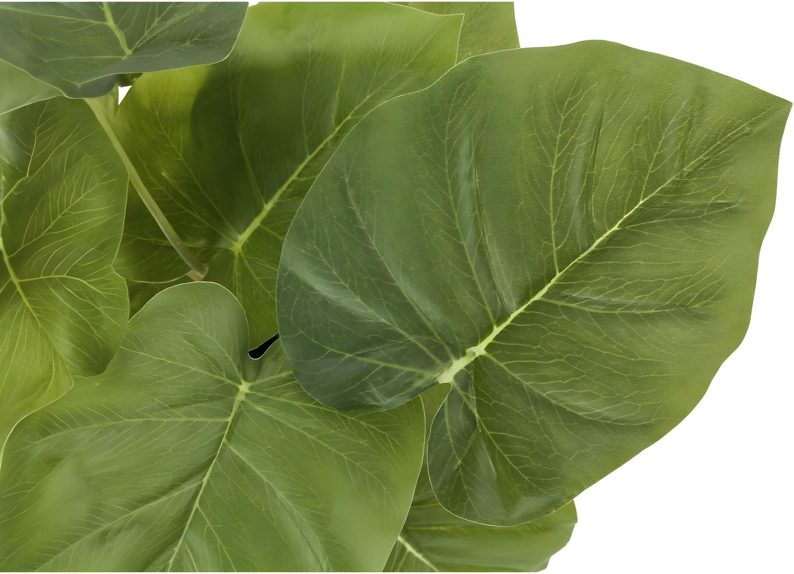 Monarch Specialties Artificial Plant 13 inch Tall Epipremnum Indoor Faux Fake Table Greenery Potted Set Of 2 Decorative Green Leaves Black Pots