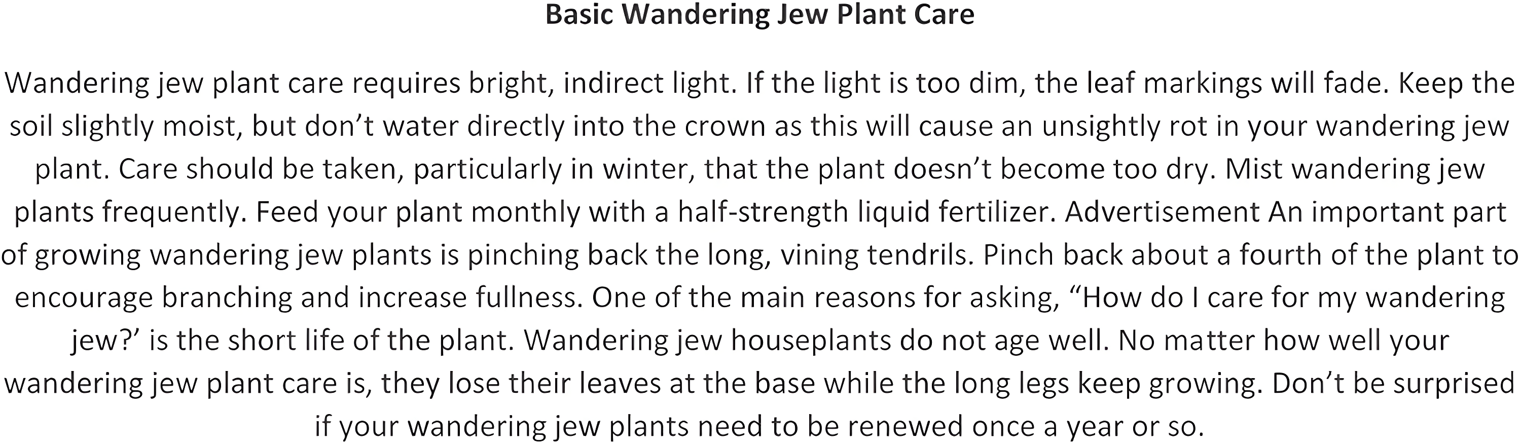 Daylily Nursery Wandering Jew Live Plant with 4in Pot