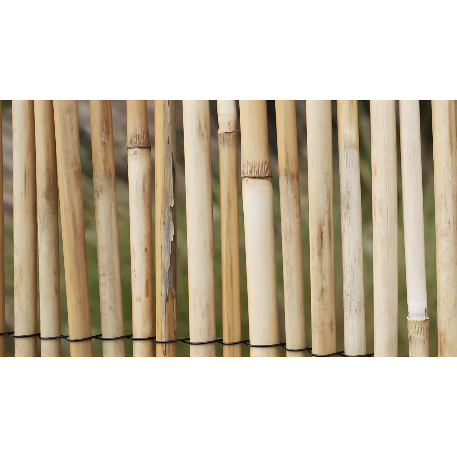 Backyard X-Scapes 6 ft. H x 16 ft. W Natural Jumbo Reed Fence Decorative Garden Fencing Divider