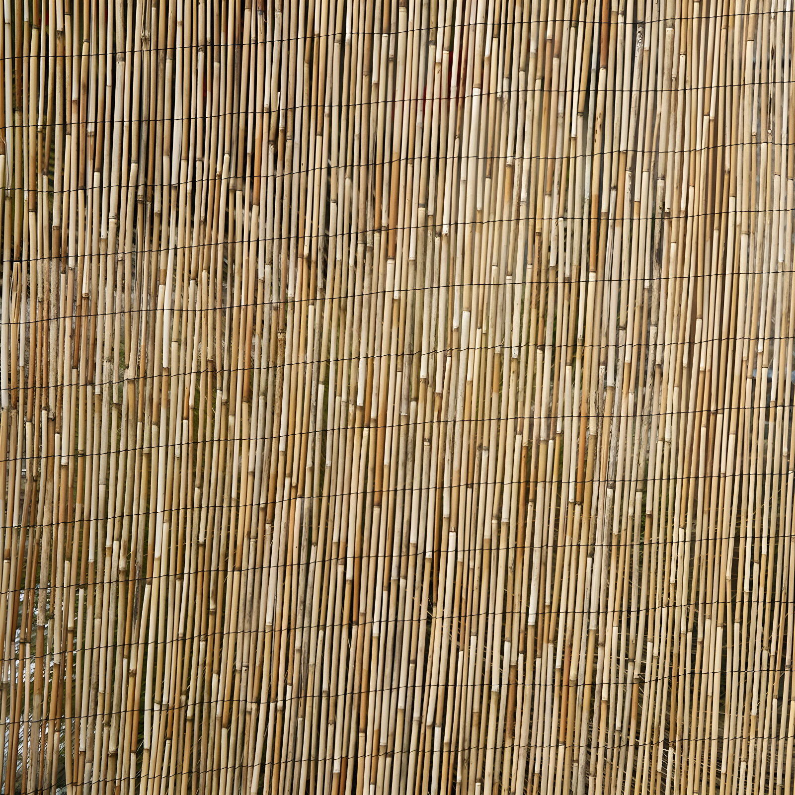 Backyard X-Scapes 6 ft. H x 16 ft. W Natural Jumbo Reed Fence Decorative Garden Fencing Divider