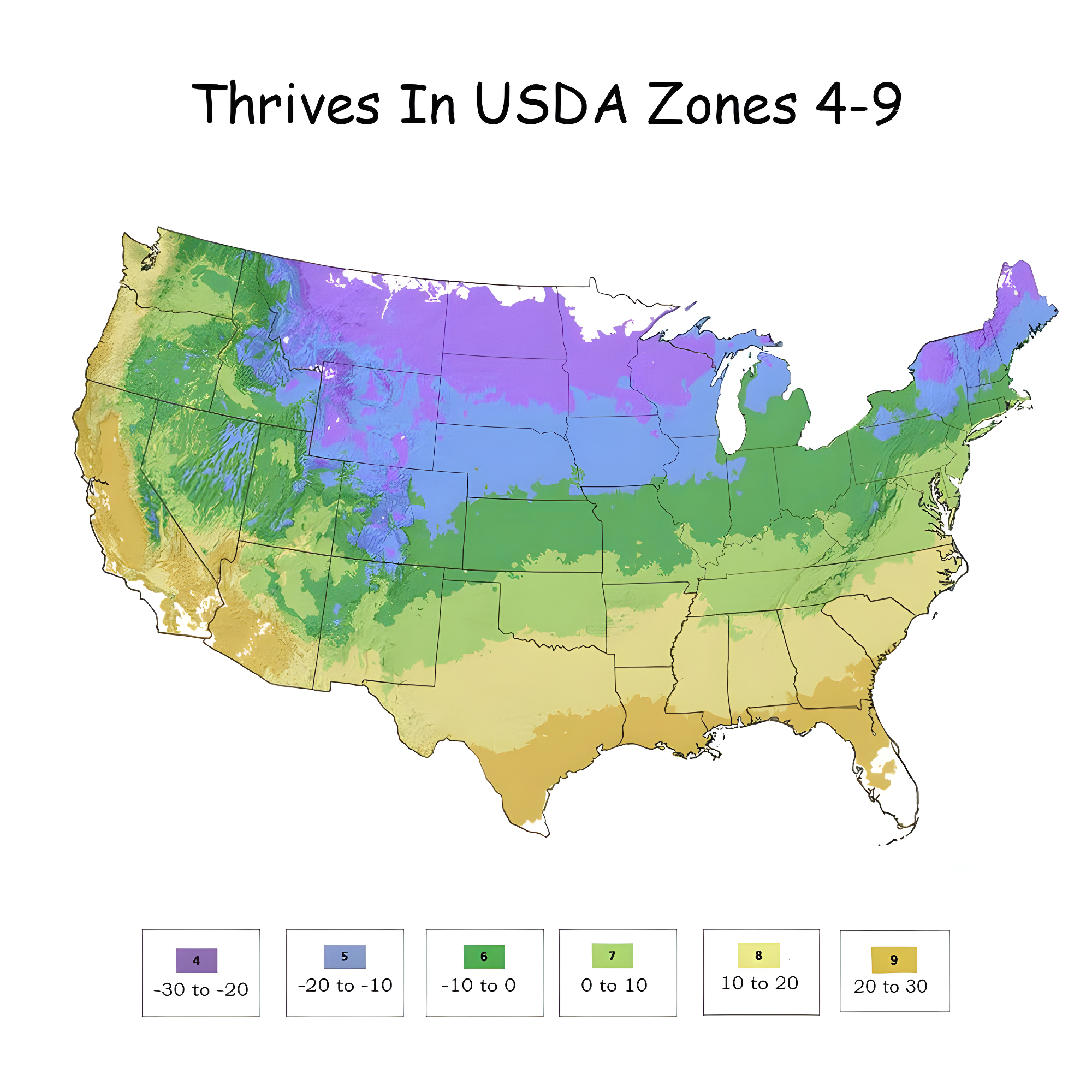 Endless Summer Pop Star Reblooming Hydrangea Live Shrub in 2-Gallon Grower Pot