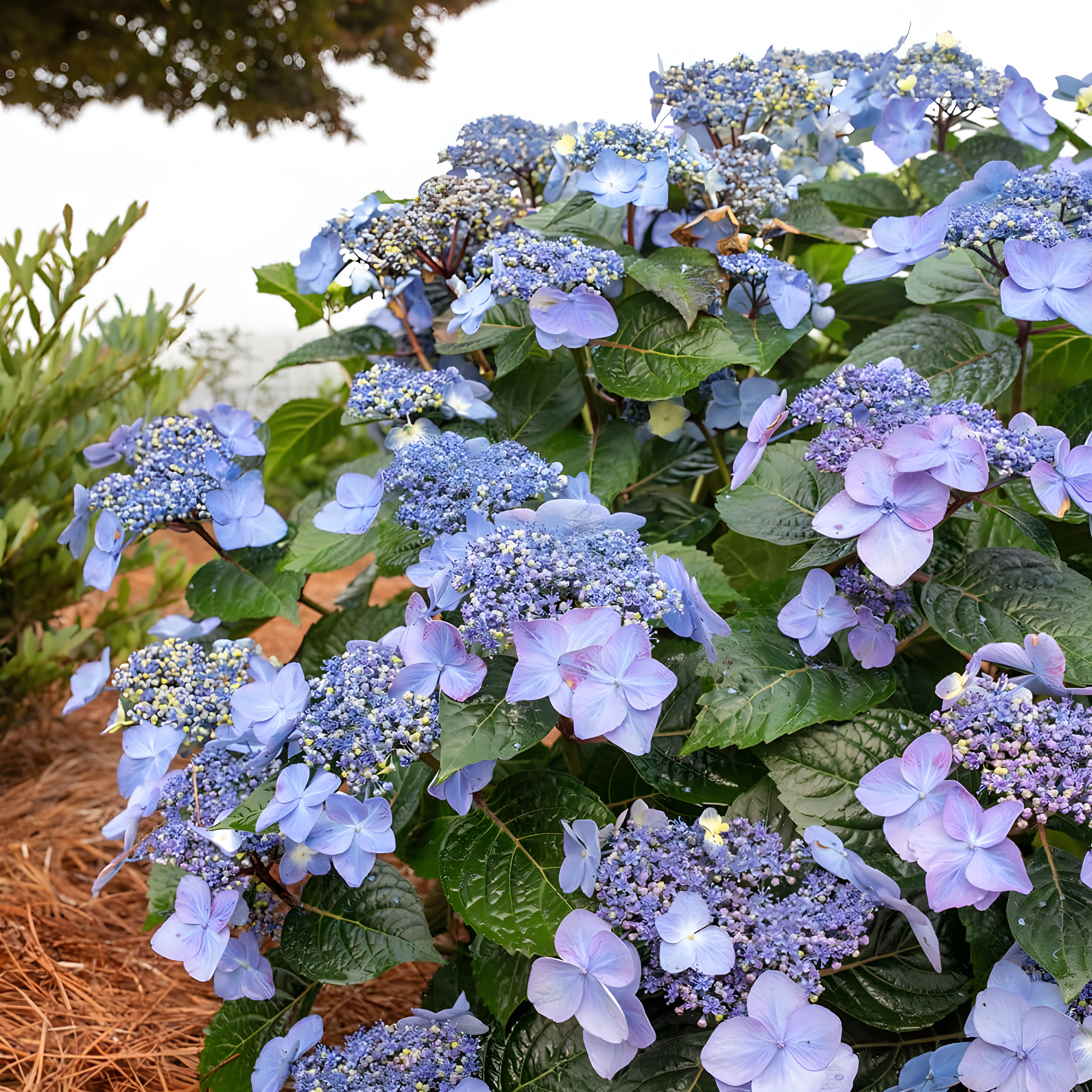 Endless Summer Pop Star Reblooming Hydrangea Live Shrub in 2-Gallon Grower Pot