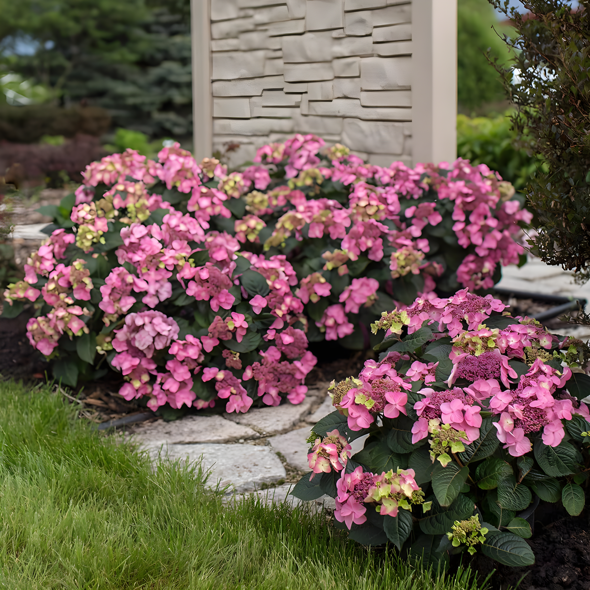 Endless Summer Pop Star Reblooming Hydrangea Live Shrub in 2-Gallon Grower Pot