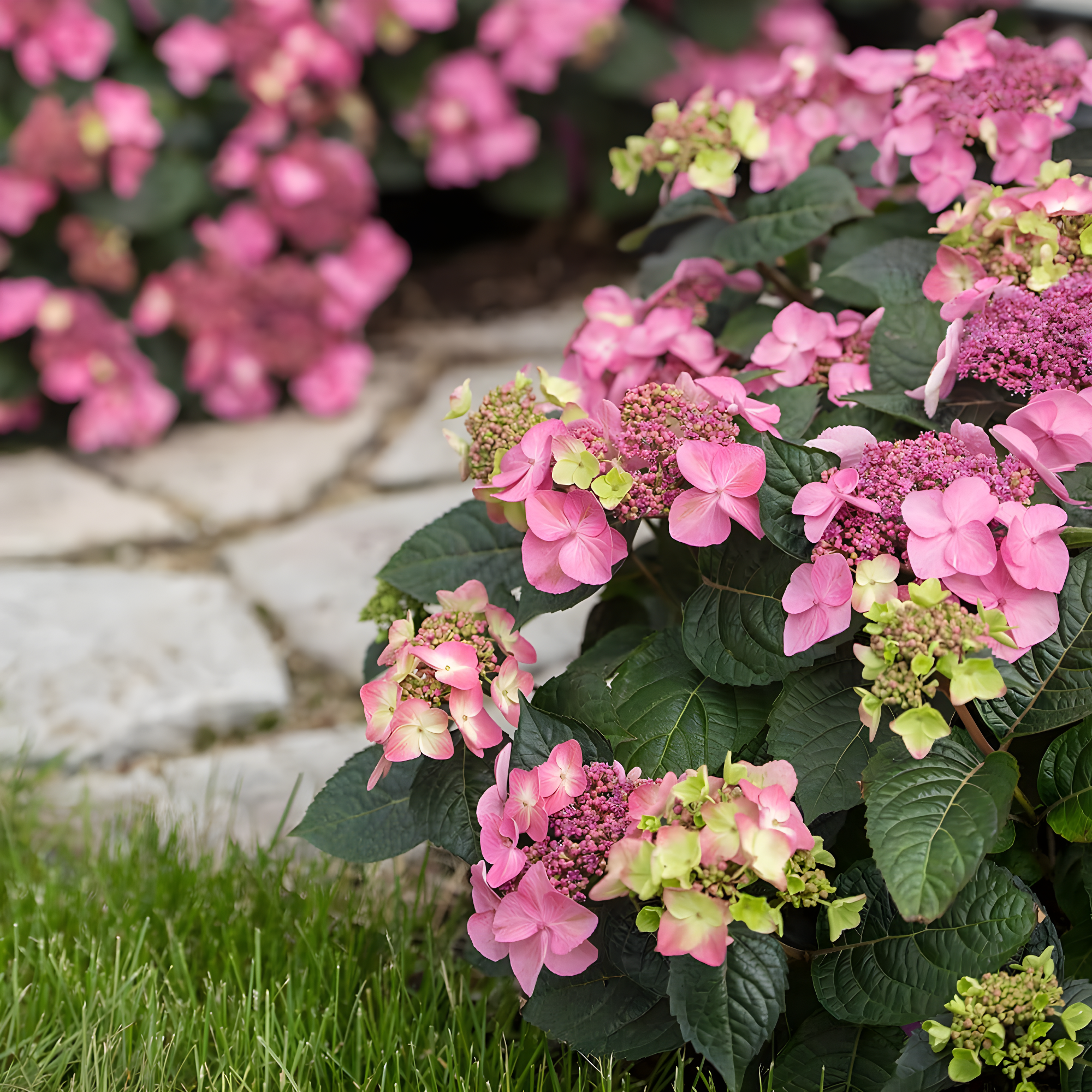 Endless Summer Pop Star Reblooming Hydrangea Live Shrub in 2-Gallon Grower Pot