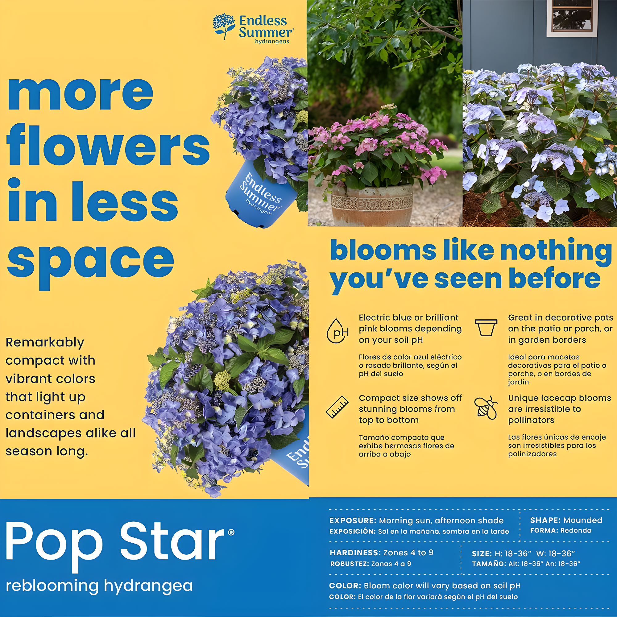 Endless Summer Pop Star Reblooming Hydrangea Live Shrub in 2-Gallon Grower Pot