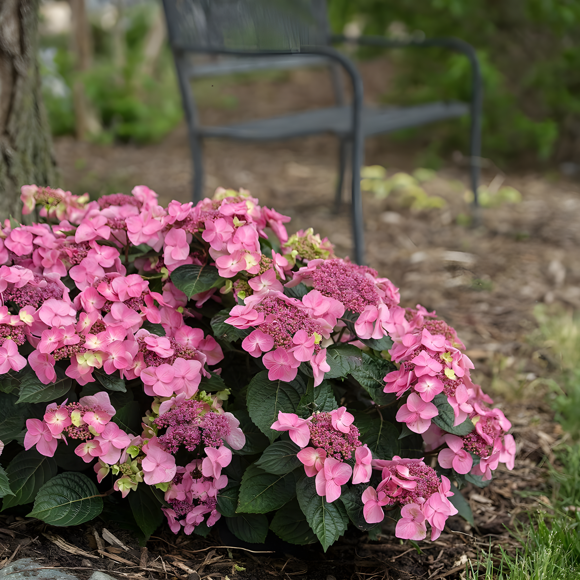 Endless Summer Pop Star Reblooming Hydrangea Live Shrub in 2-Gallon Grower Pot