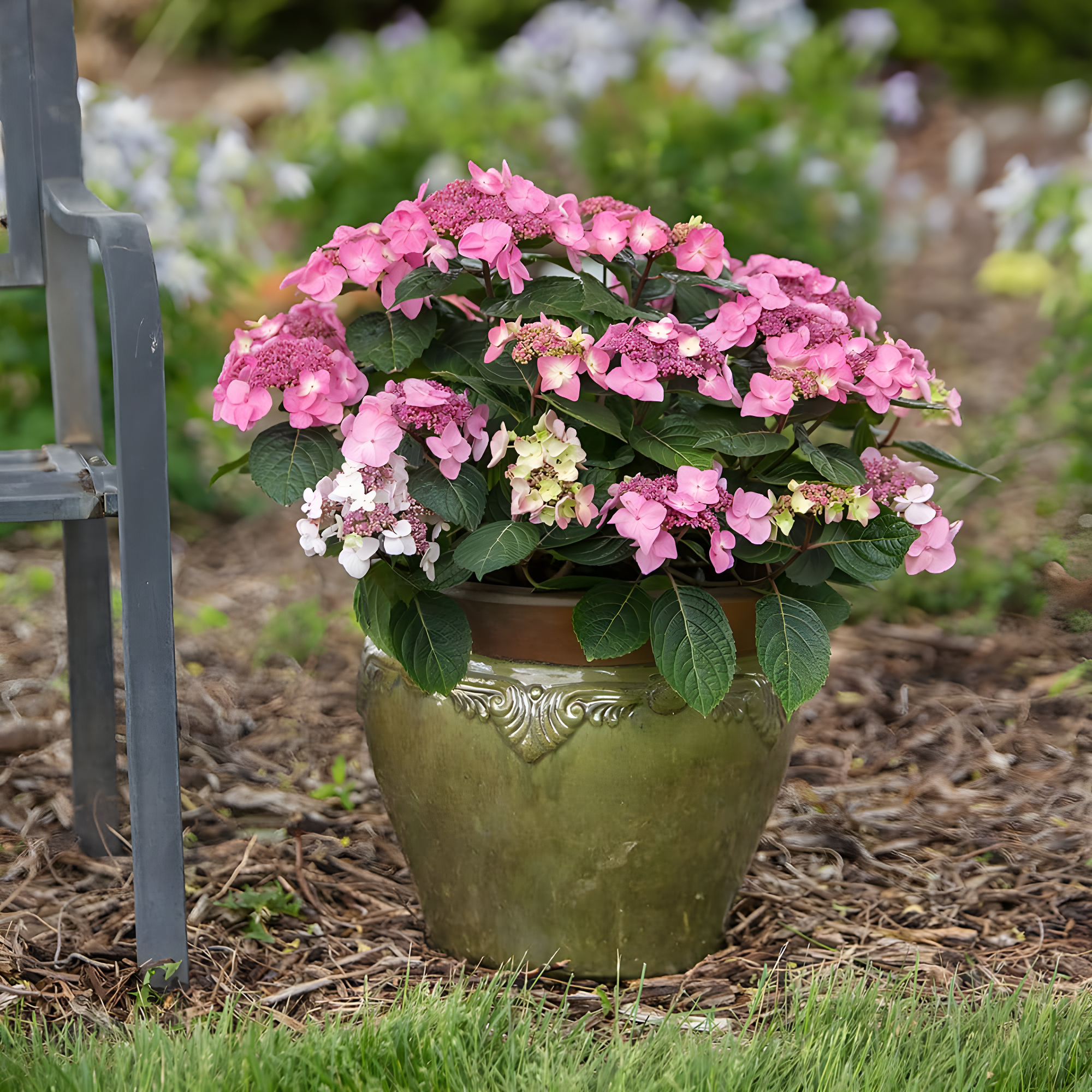 Endless Summer Pop Star Reblooming Hydrangea Live Shrub in 2-Gallon Grower Pot