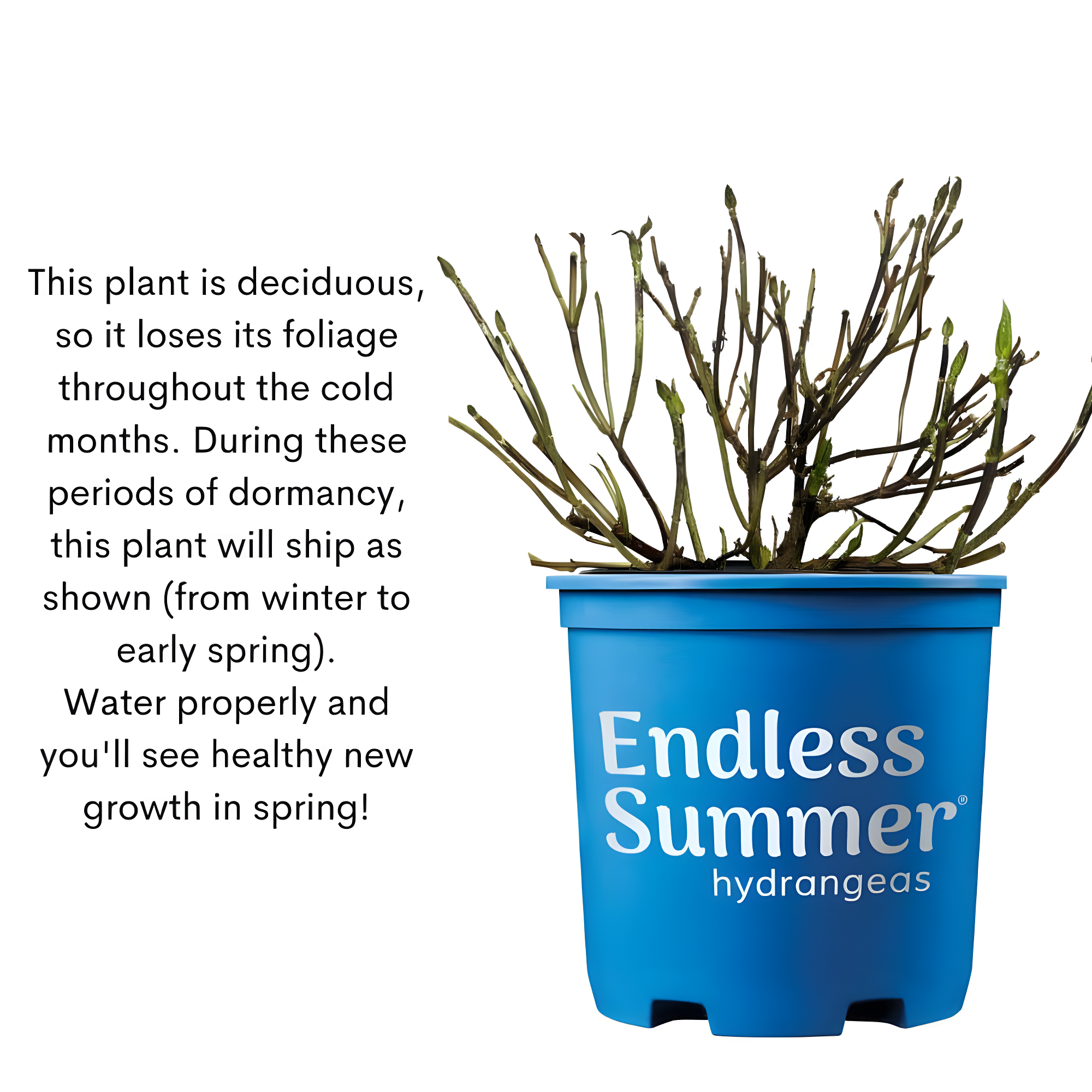 Endless Summer Pop Star Reblooming Hydrangea Live Shrub in 2-Gallon Grower Pot