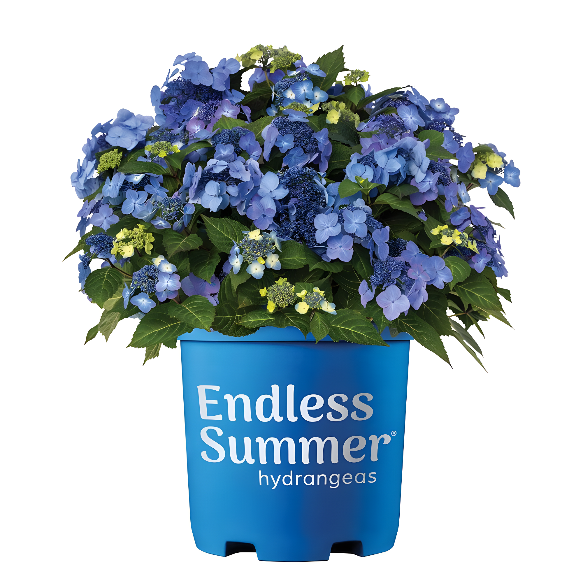 Endless Summer Pop Star Reblooming Hydrangea Live Shrub in 2-Gallon Grower Pot