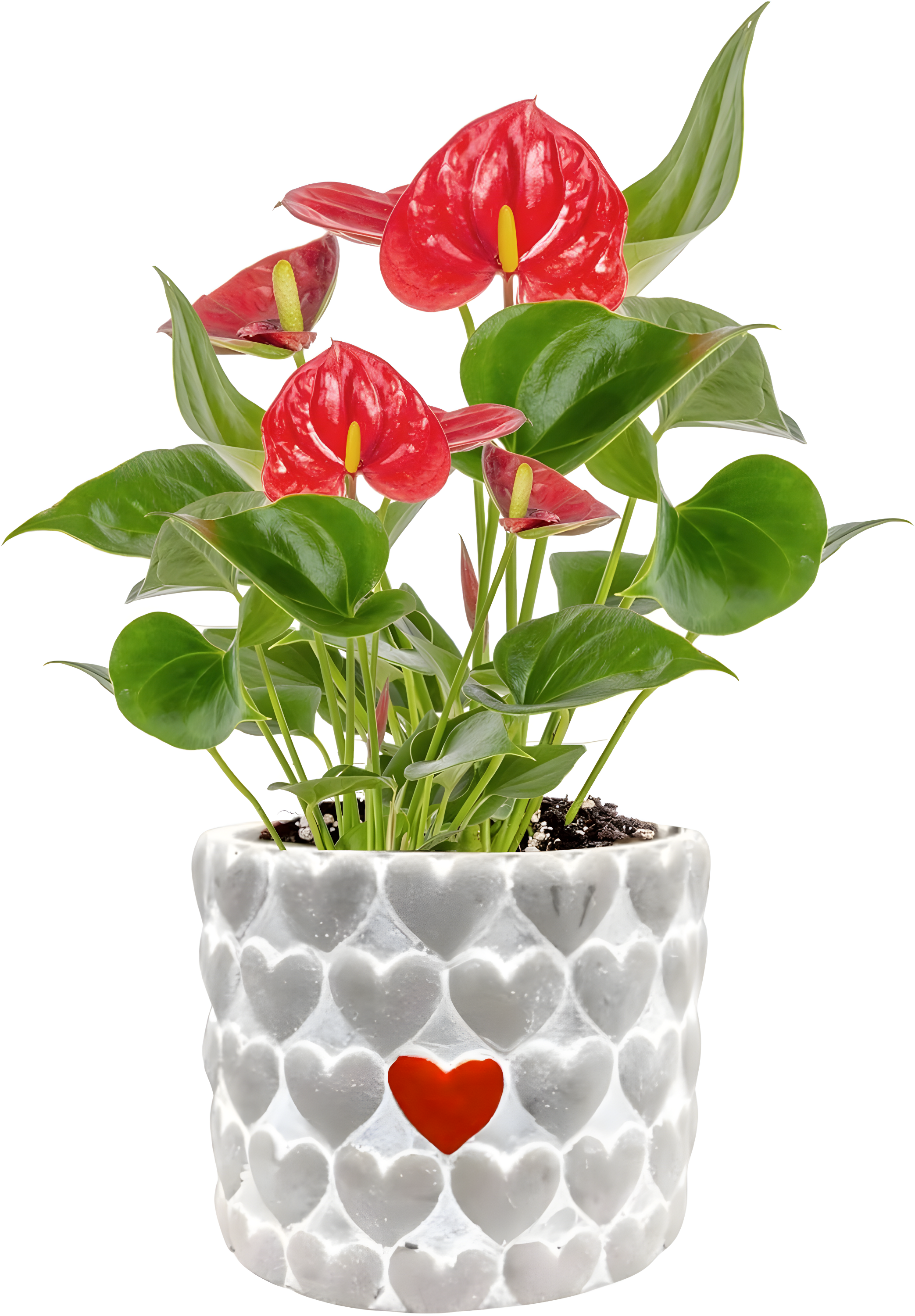 Indoor Houseplant With Blooming Flowers, Potted In Cute Indoors Plant Pot, Gift For Birthday, Anniversary, Housewarming, Home And Room Decor, 10-12 Inches Tall