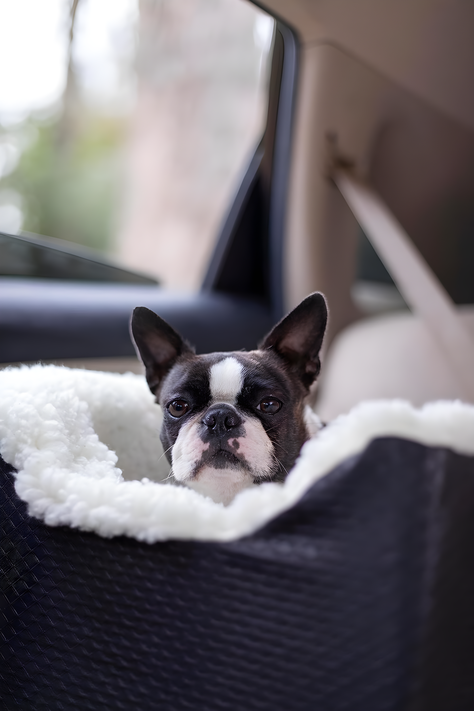 Snoozer Lookout I Dog Car Seat