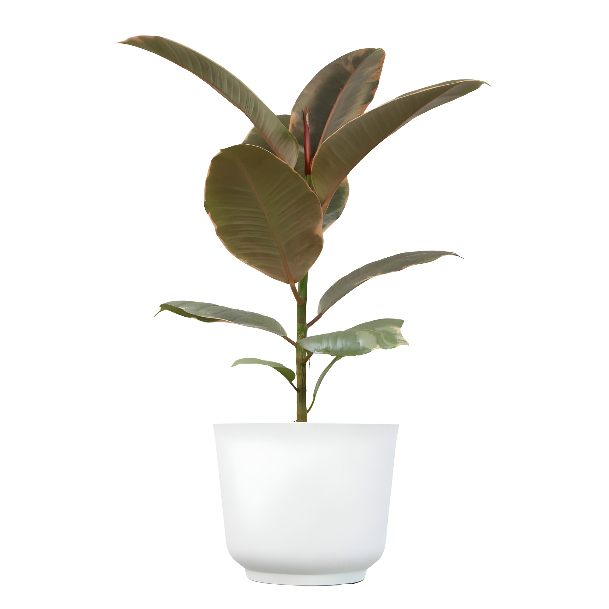Variegated Ficus Ruby Rubber Tree Plant | 6in Decor Pot; Indirect Light | Element by Altman Plants