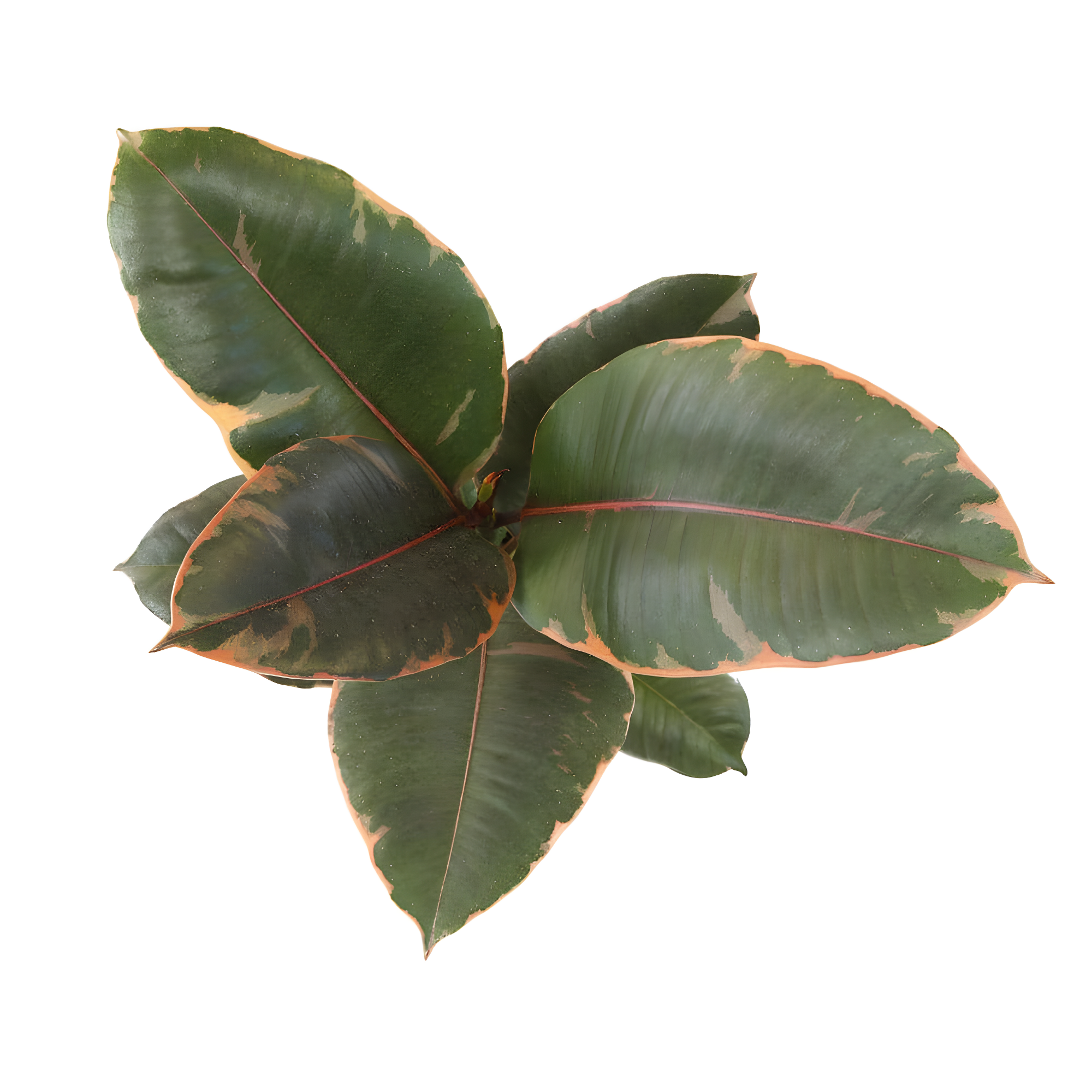 Variegated Ficus Ruby Rubber Tree Plant | 6in Decor Pot; Indirect Light | Element by Altman Plants