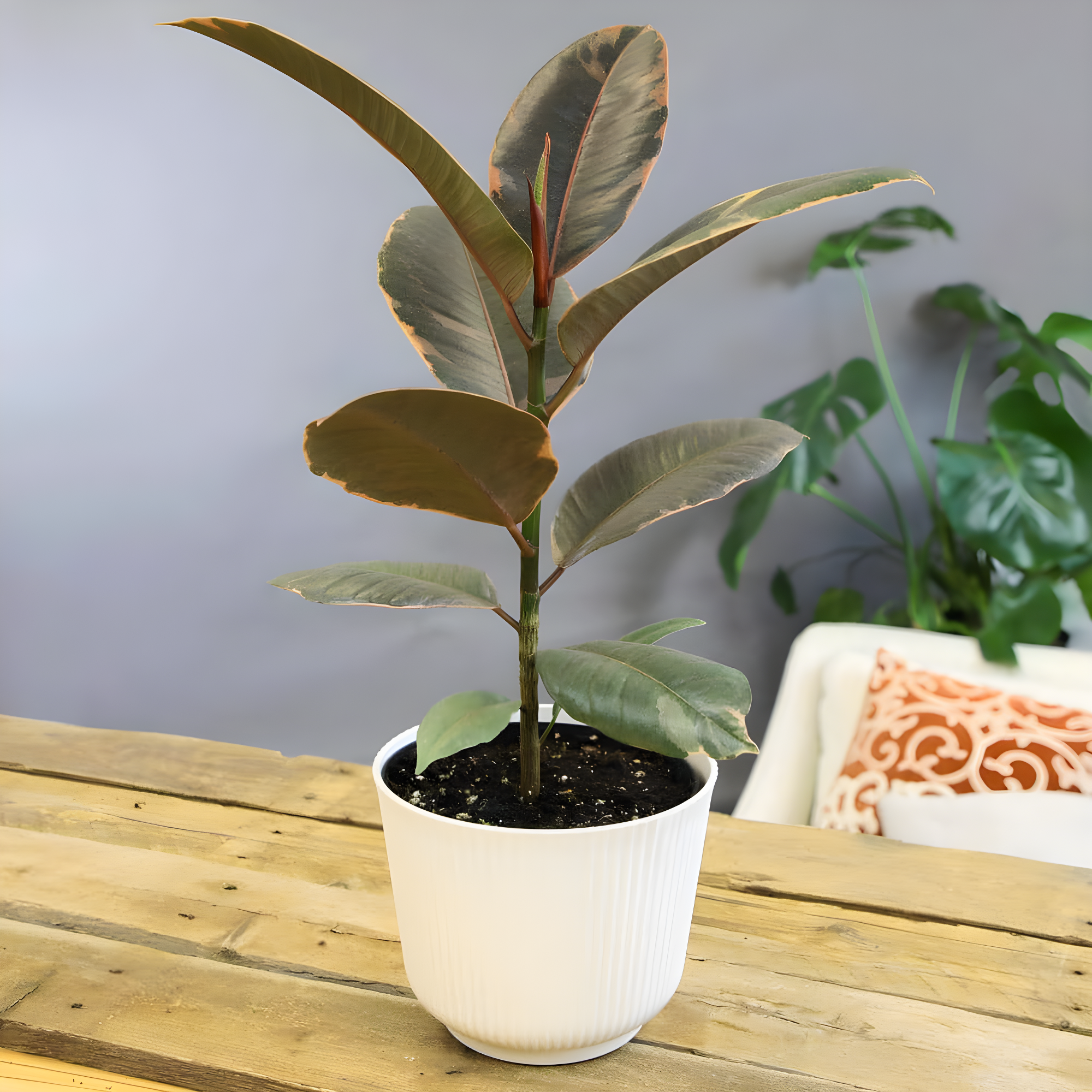 Variegated Ficus Ruby Rubber Tree Plant | 6in Decor Pot; Indirect Light | Element by Altman Plants