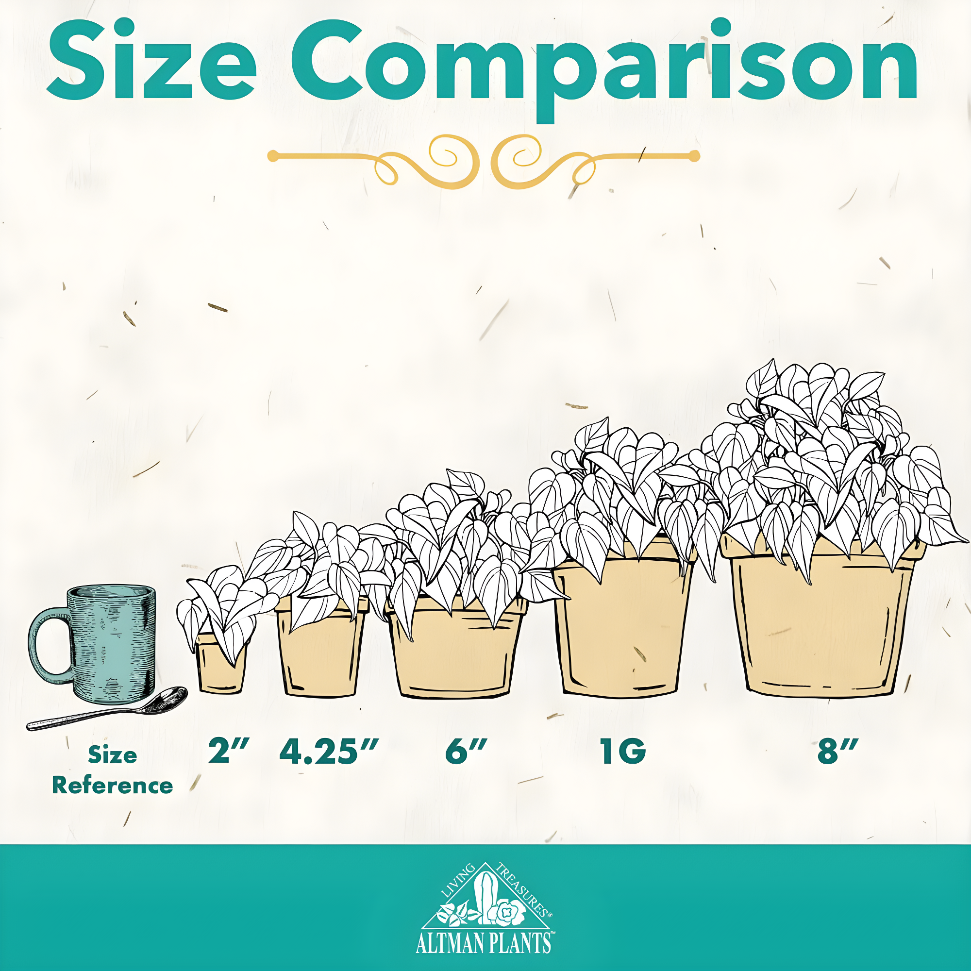 Variegated Ficus Ruby Rubber Tree Plant | 6in Decor Pot; Indirect Light | Element by Altman Plants