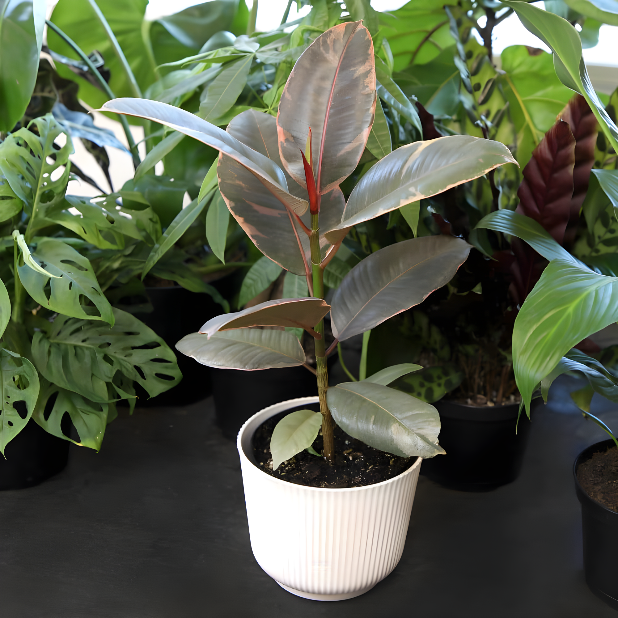 Variegated Ficus Ruby Rubber Tree Plant | 6in Decor Pot; Indirect Light | Element by Altman Plants