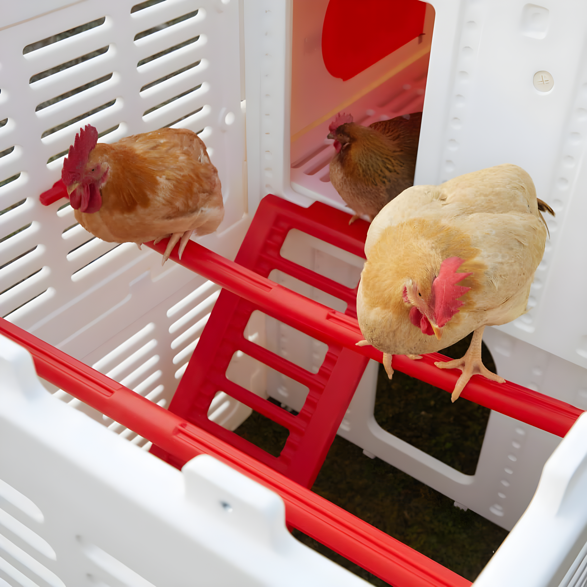 Sam's Pets Kuritsa 15 Square Feet Walk In Chicken Coop with Nesting Box For Up To 3 Chickens