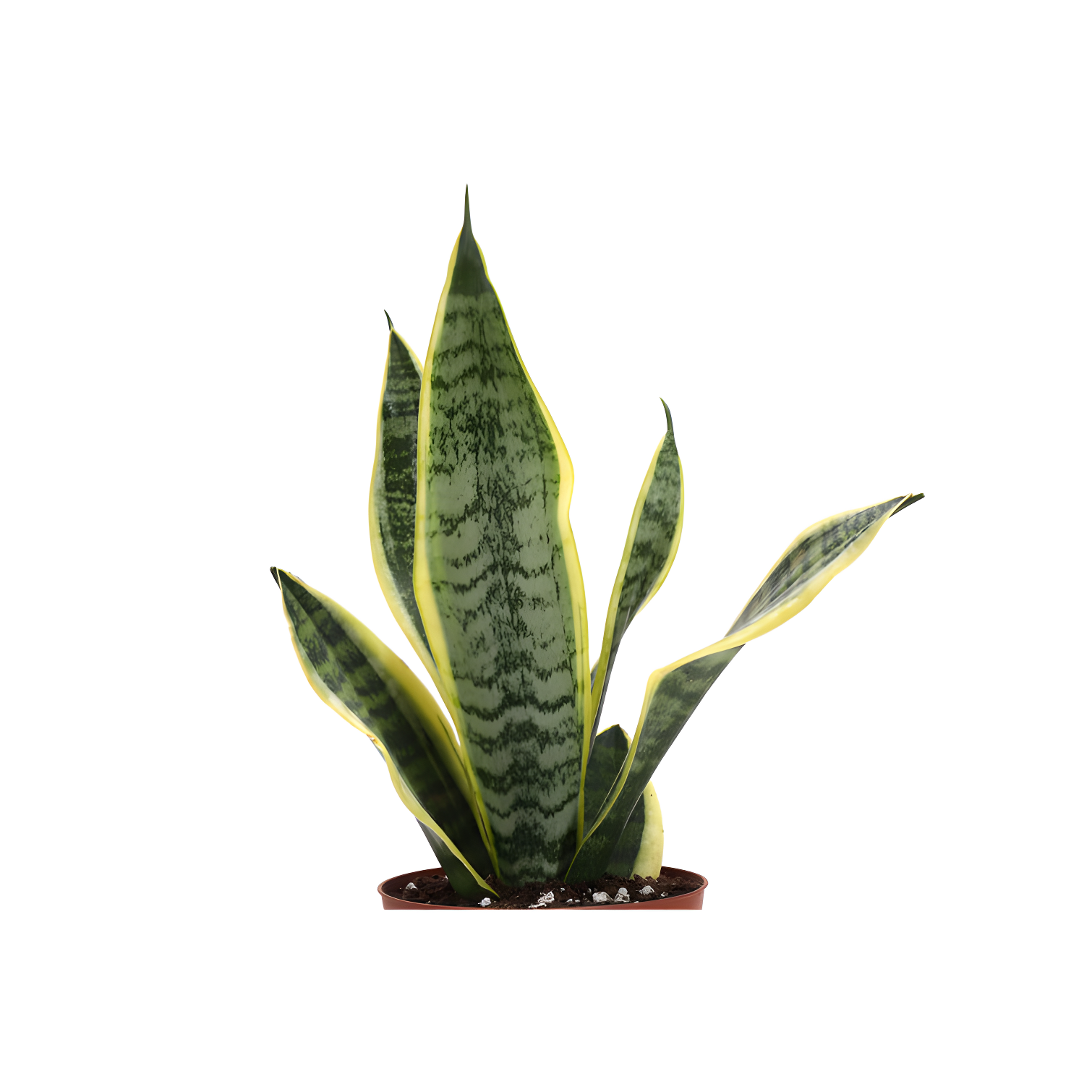 Thorsen's Greenhouse Live Low Light Houseplant Set of 3