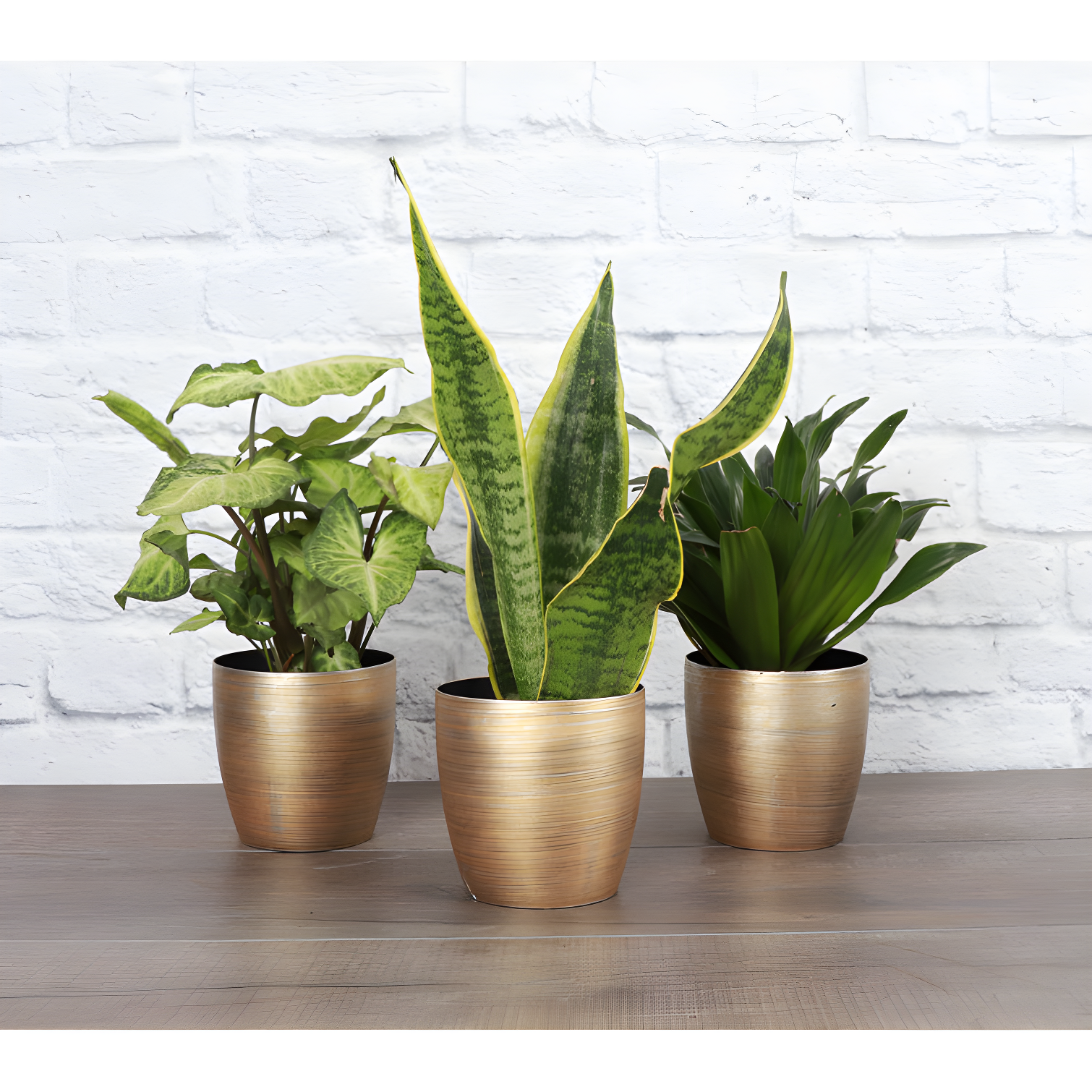 Thorsen's Greenhouse Live Low Light Houseplant Set of 3