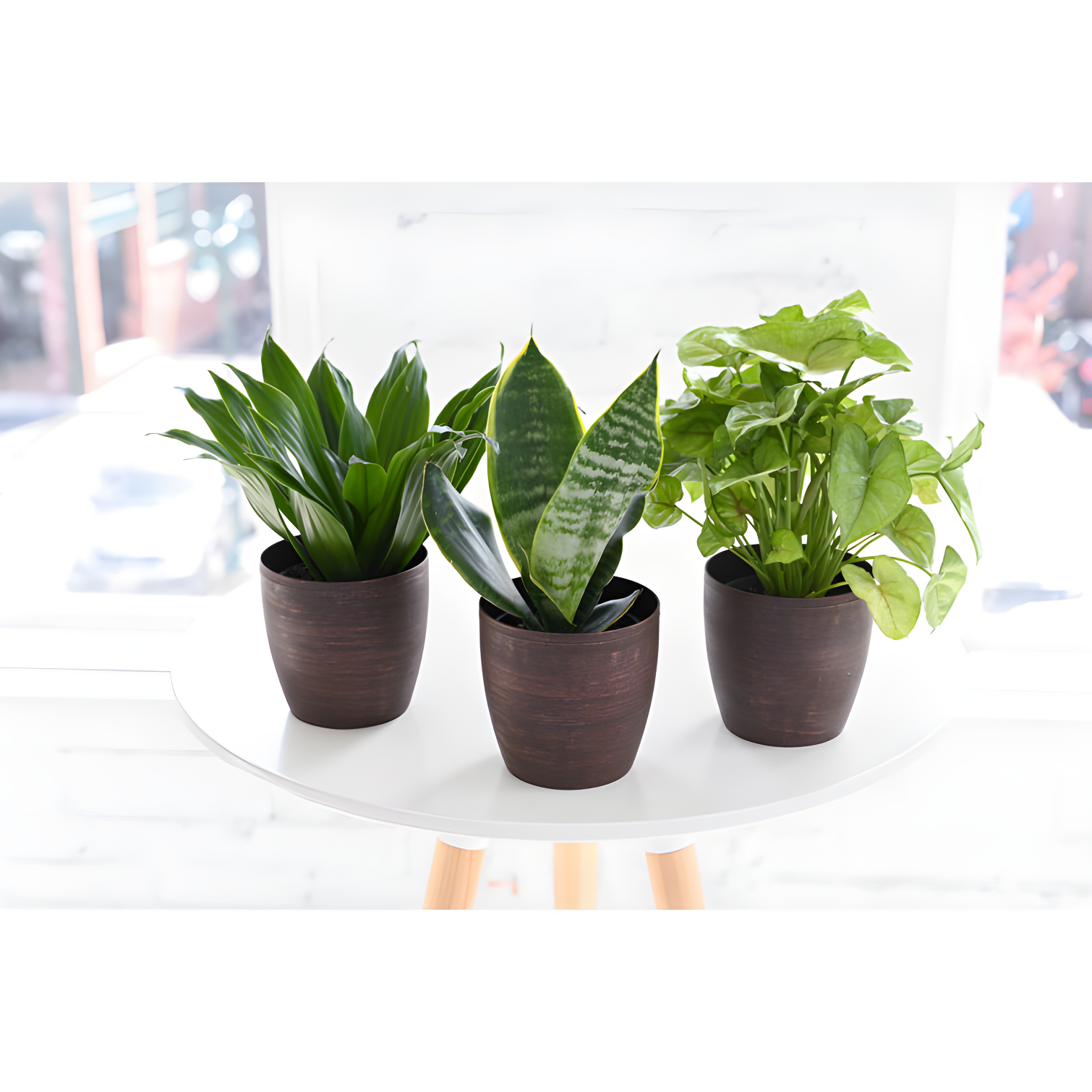 Thorsen's Greenhouse Live Low Light Houseplant Set of 3