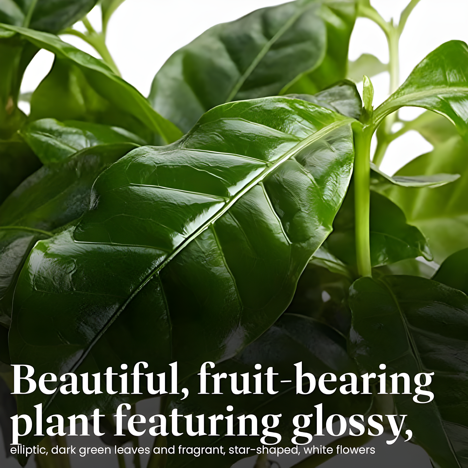 American Plant Exchange American Plant Exchange Arabica Coffee Plant, 6-Inch Pot, Live Fruiting Houseplant, Deep Green Foliage