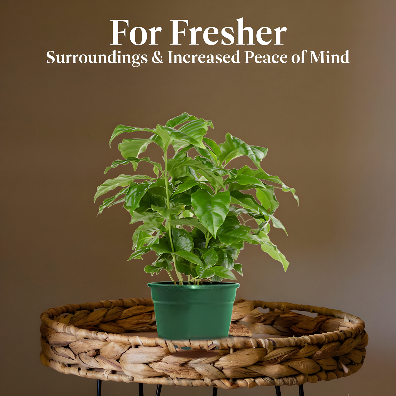 American Plant Exchange American Plant Exchange Arabica Coffee Plant, 6-Inch Pot, Live Fruiting Houseplant, Deep Green Foliage