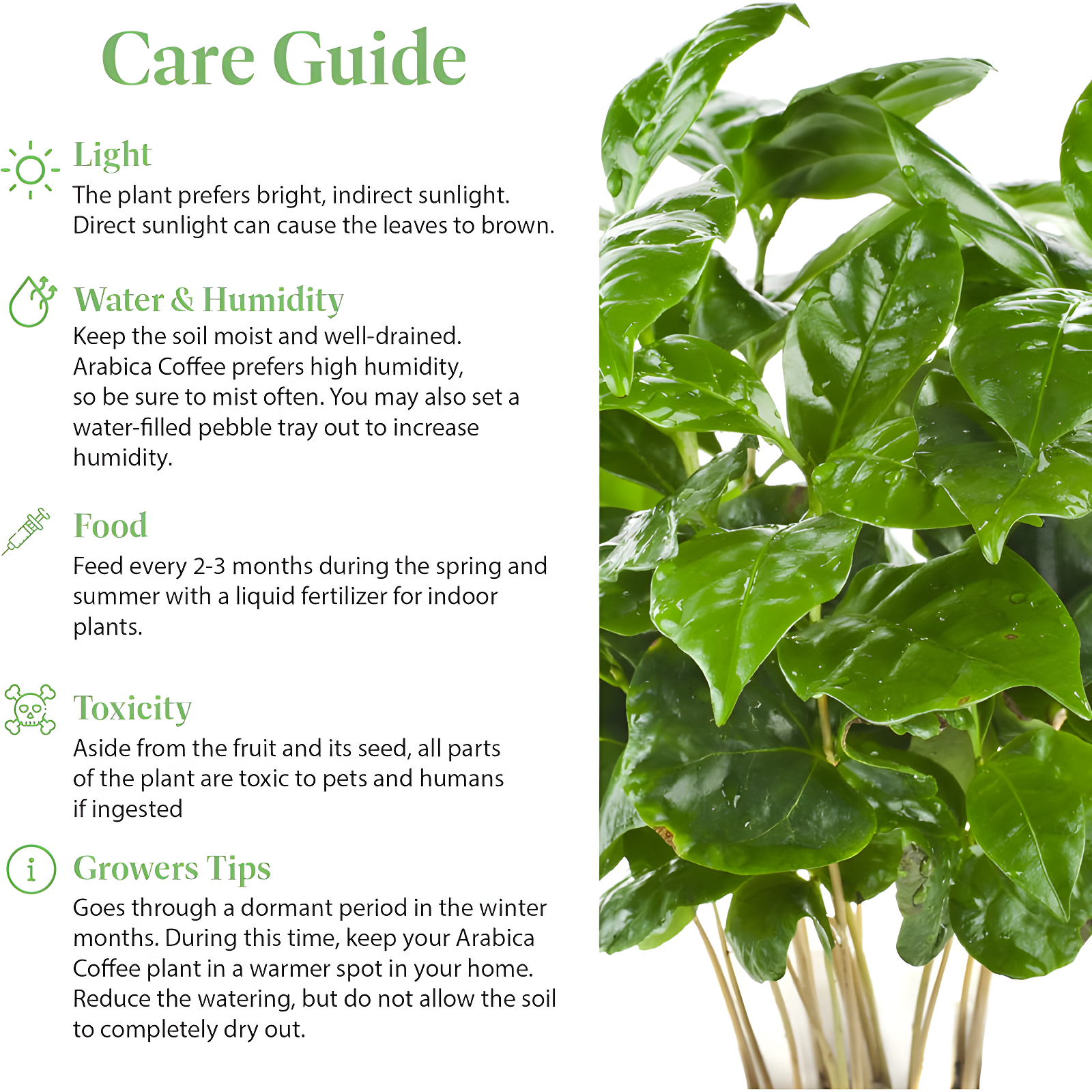 American Plant Exchange American Plant Exchange Arabica Coffee Plant, 6-Inch Pot, Live Fruiting Houseplant, Deep Green Foliage