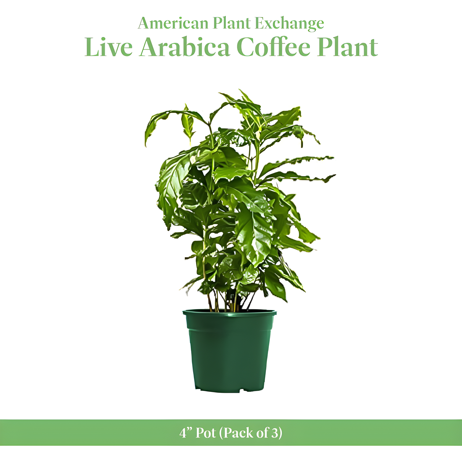American Plant Exchange American Plant Exchange Arabica Coffee Plant, 6-Inch Pot, Live Fruiting Houseplant, Deep Green Foliage
